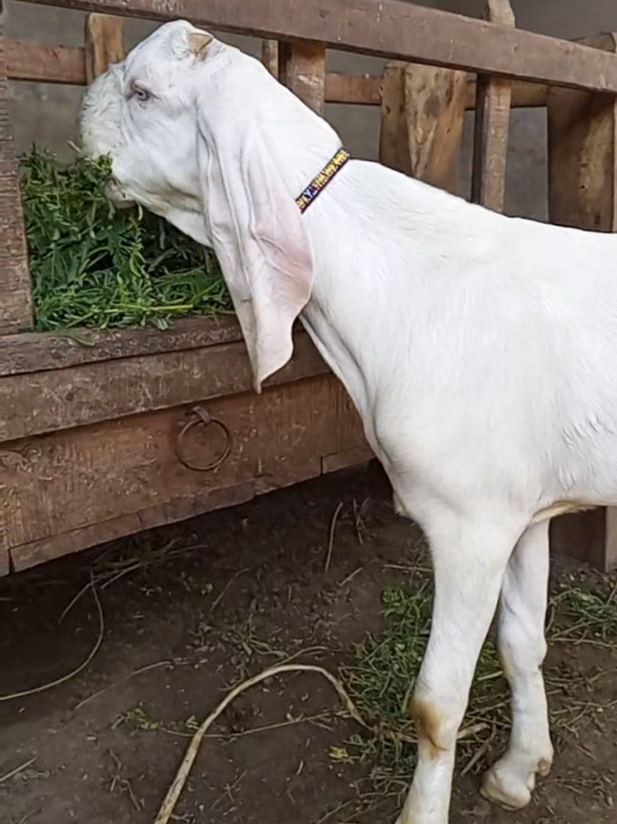 @Sheikh Goat & Cattle Farm