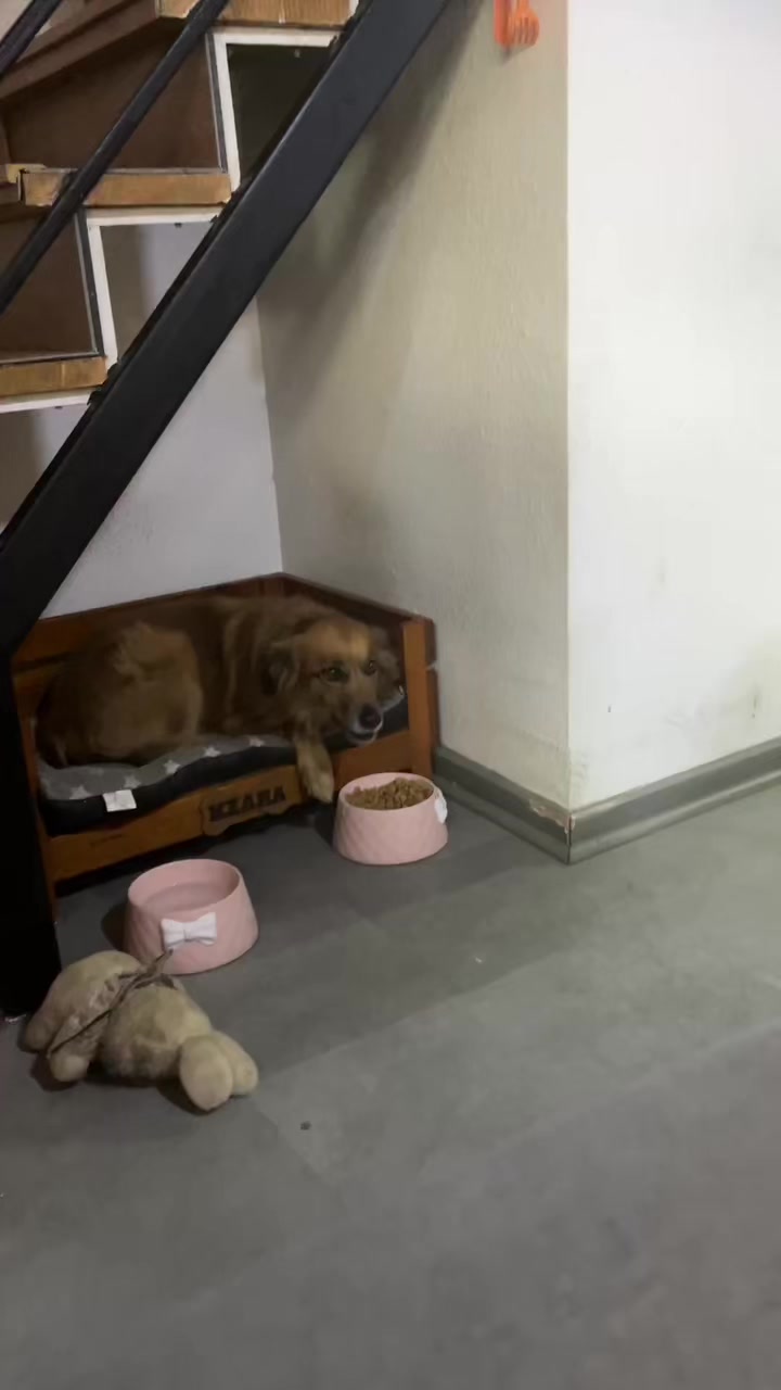 @Ani