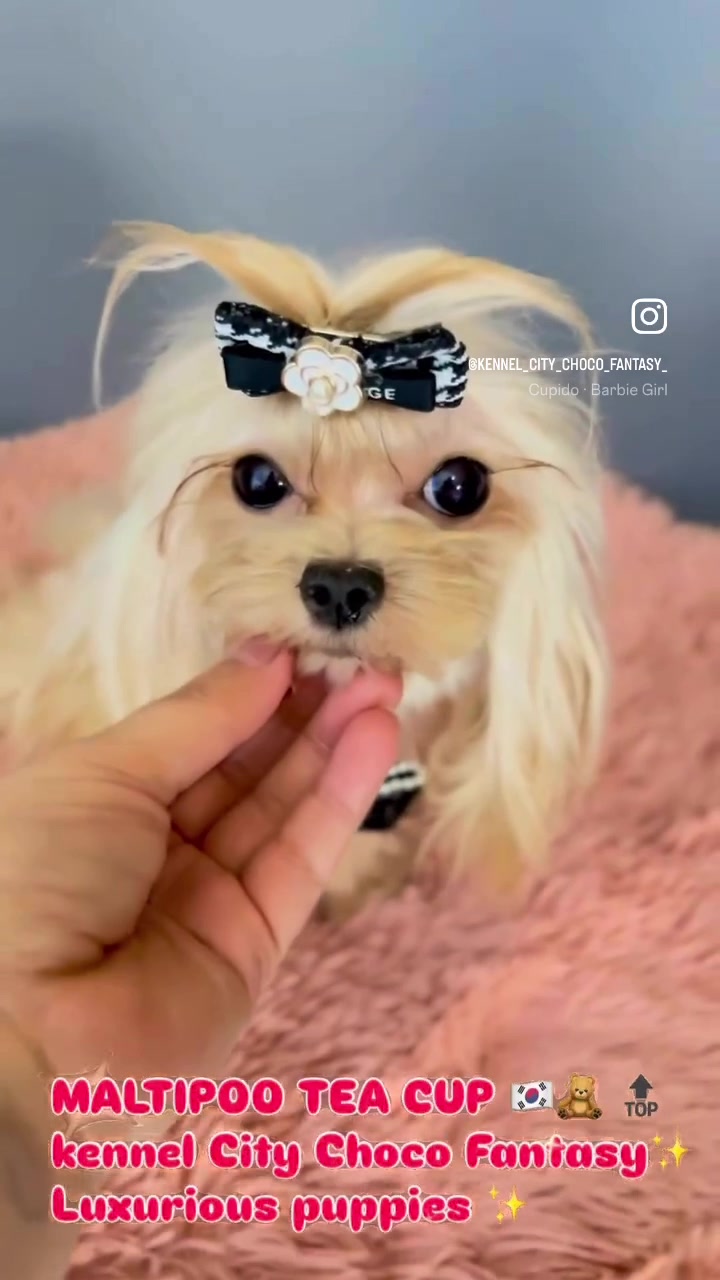 @Yorkie Maltipoo ShihTzu Teddy