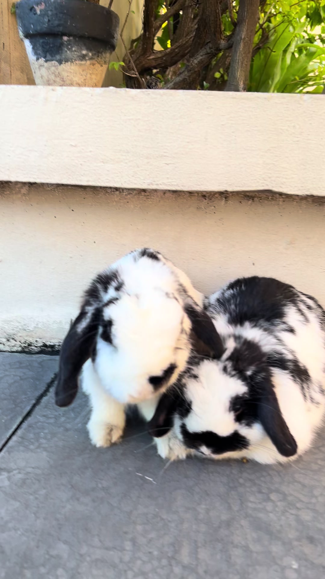@Boss Happy & Sir Pluto🐰
