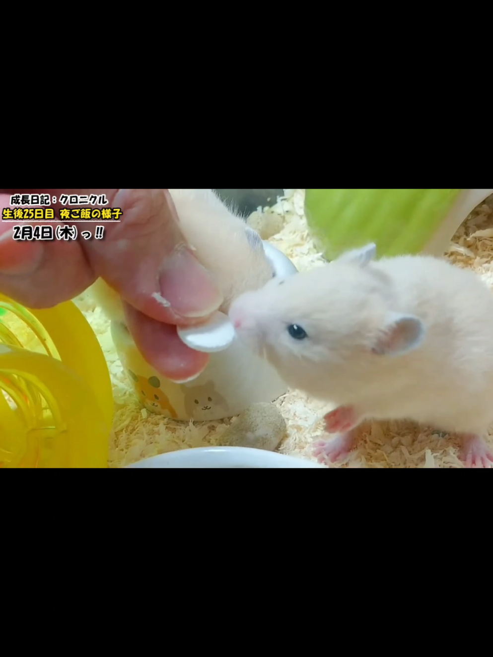 @ようちゃんAnimalPetTV