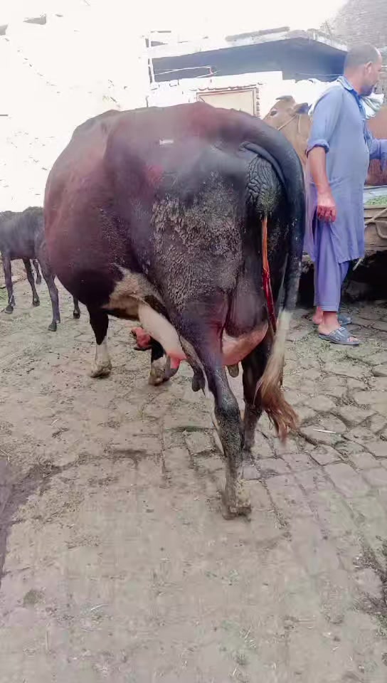 @naeem47