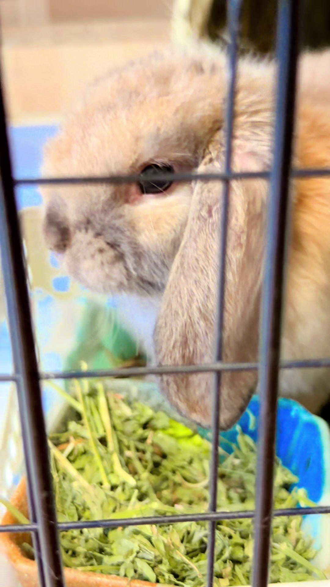 @🐩Momofpets🐾🐇🐢