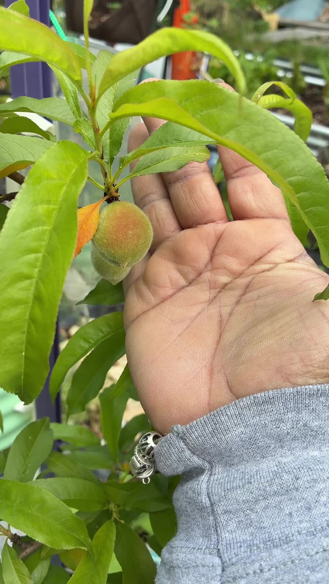 @gobigadventuresfarm