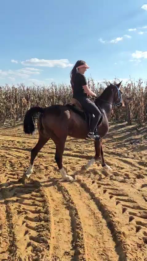 @uitzicht_arabian_stud