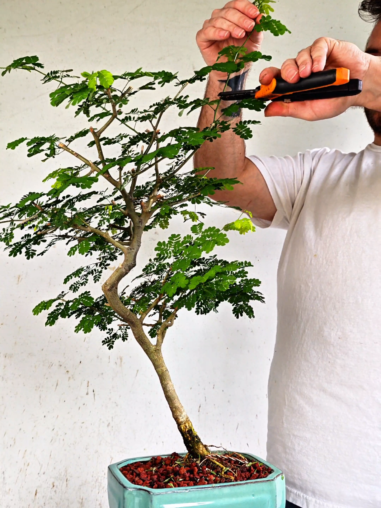 @Bryan Loves Bonsai