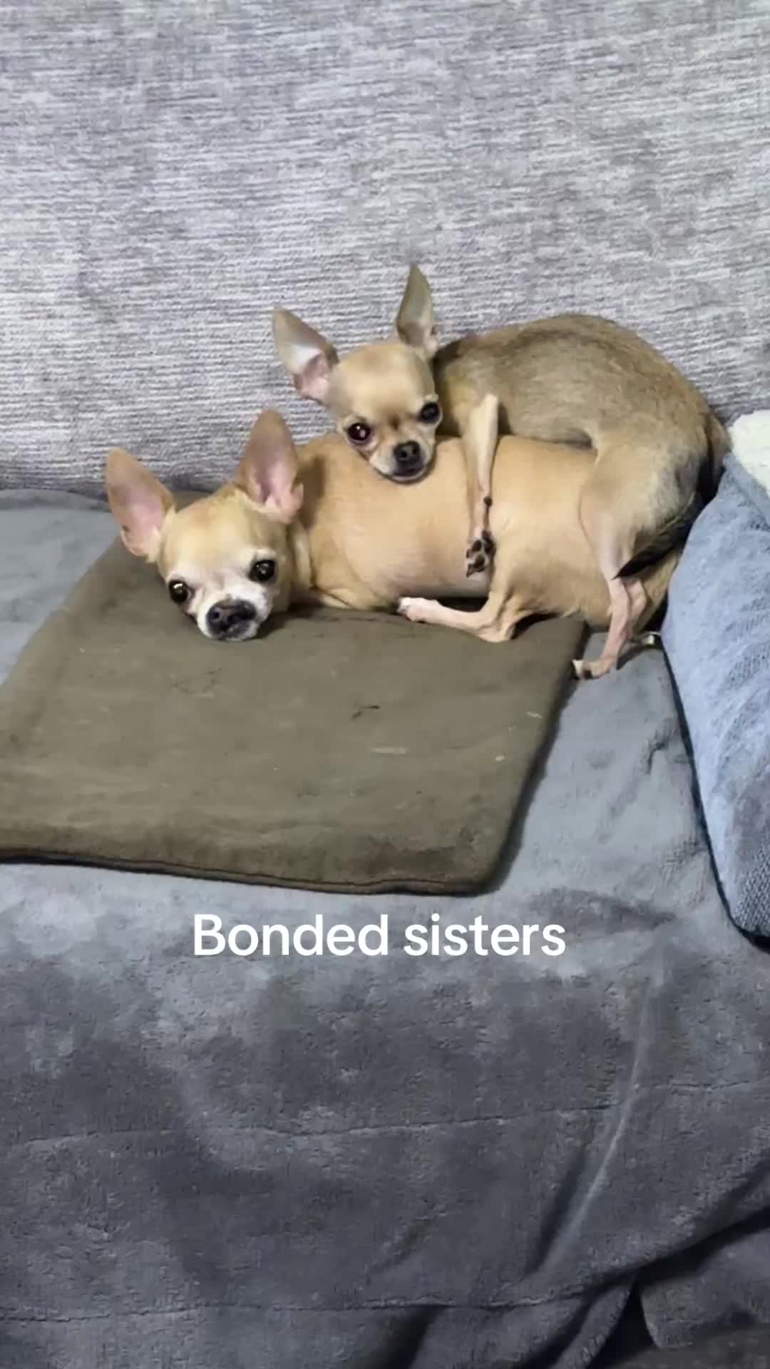 @Dog saver 8