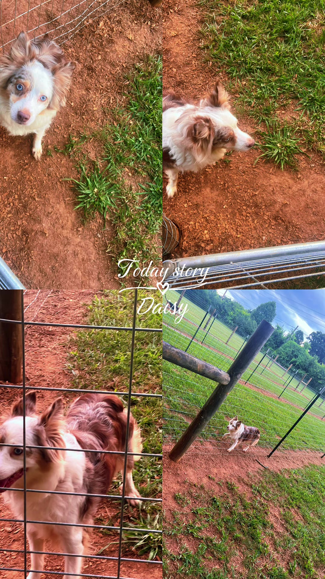 @Angie@k9kennels🐾