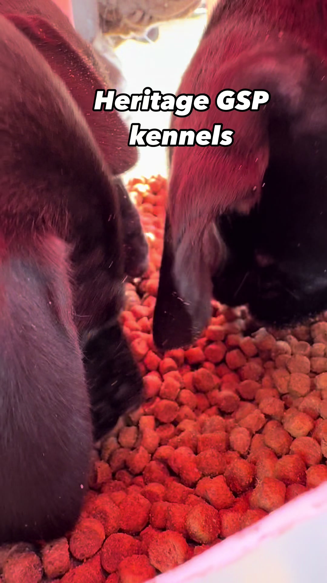 @heritagegspkennels