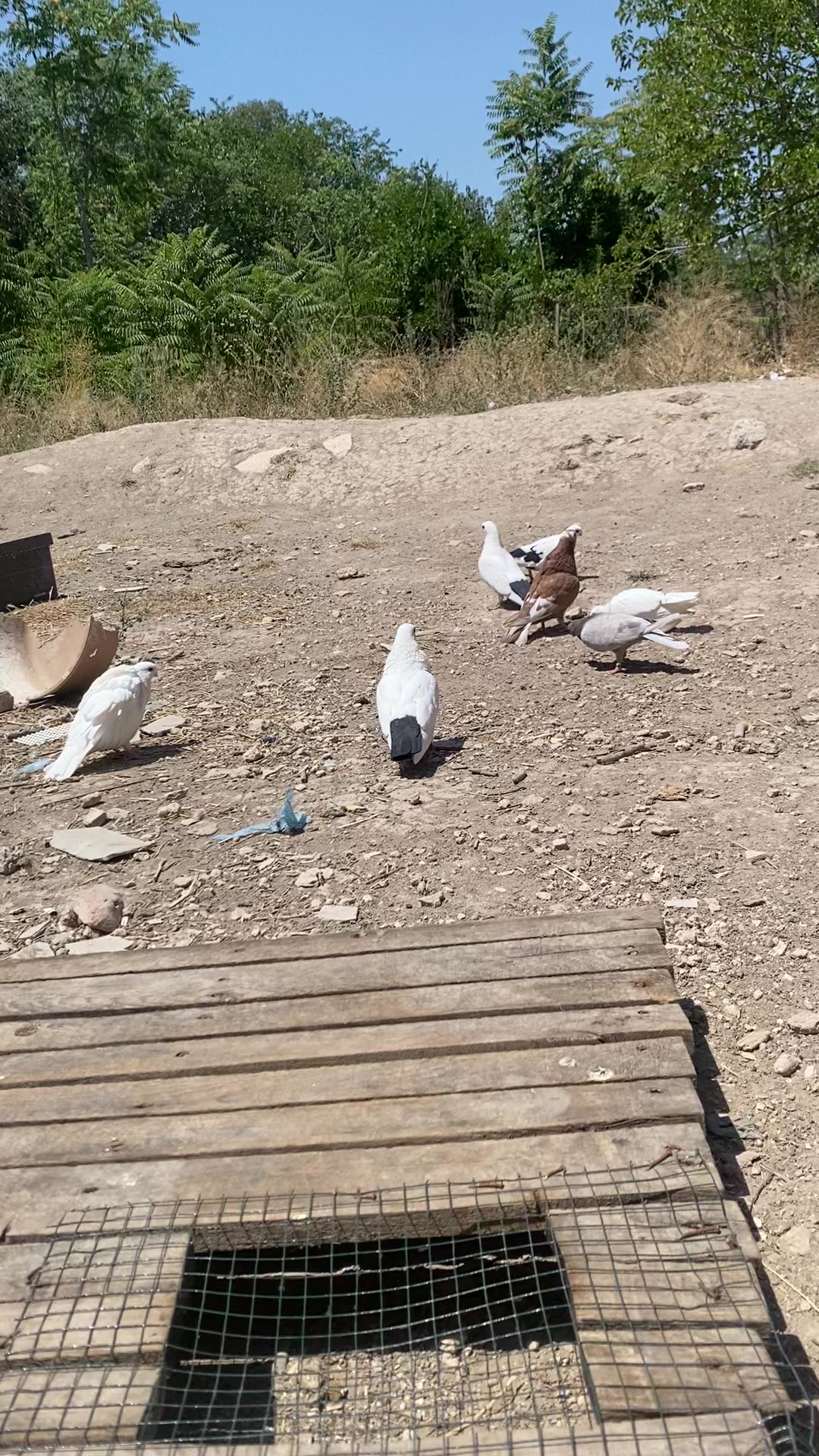 @Miro dolapçıları