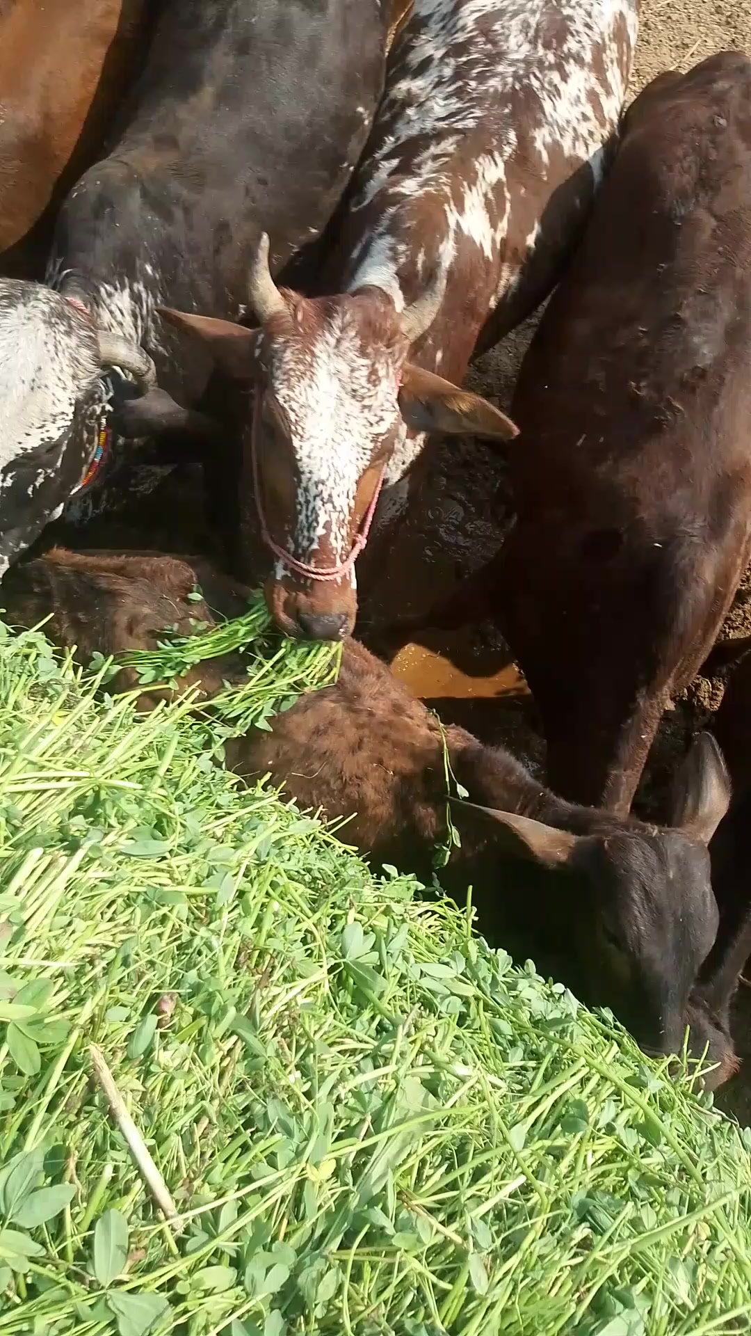 @🐄🐄🐄🐄🥀🥀🥀❣️❣️03287490091