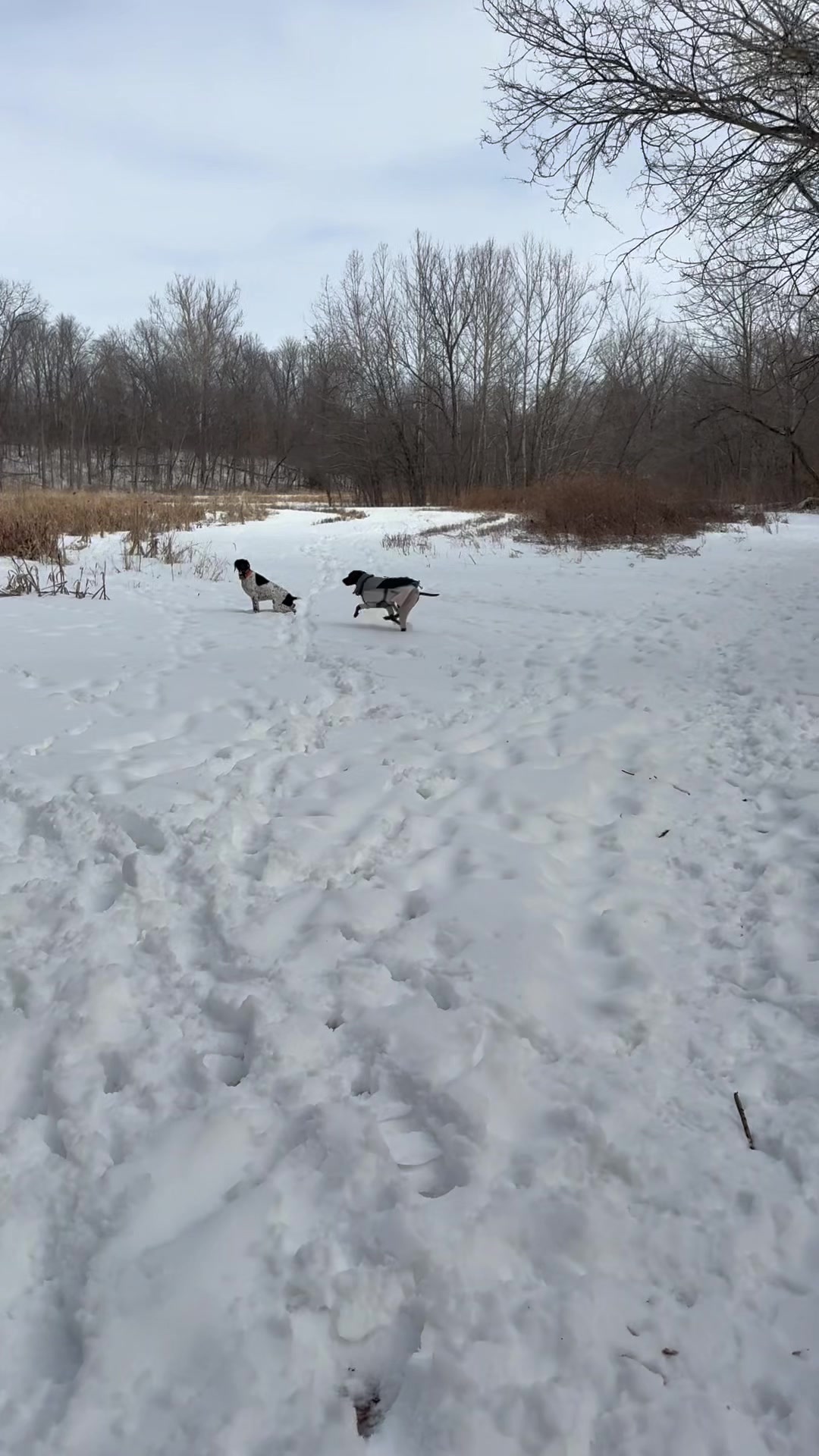 @Wiggle butt