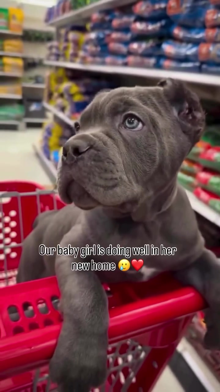 @bugattibloodlinekennels