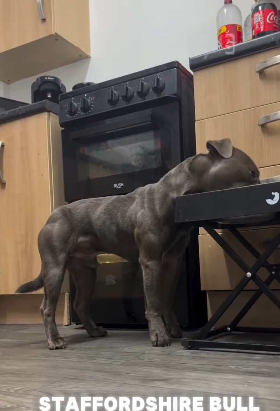 @The Canine Studio