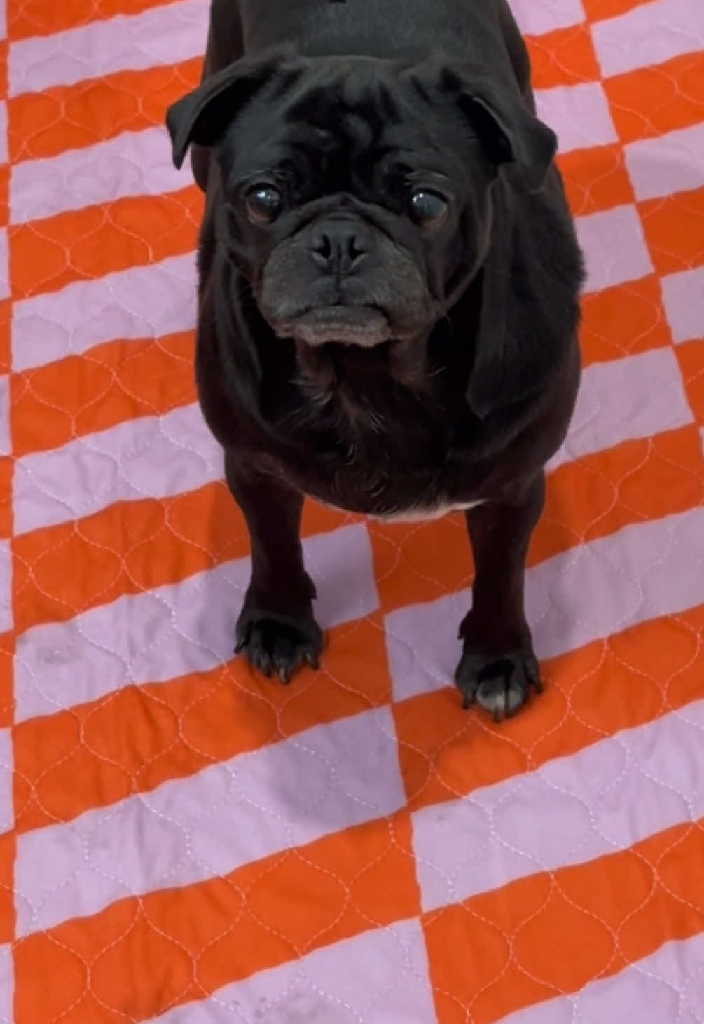 @Lovewag Pets