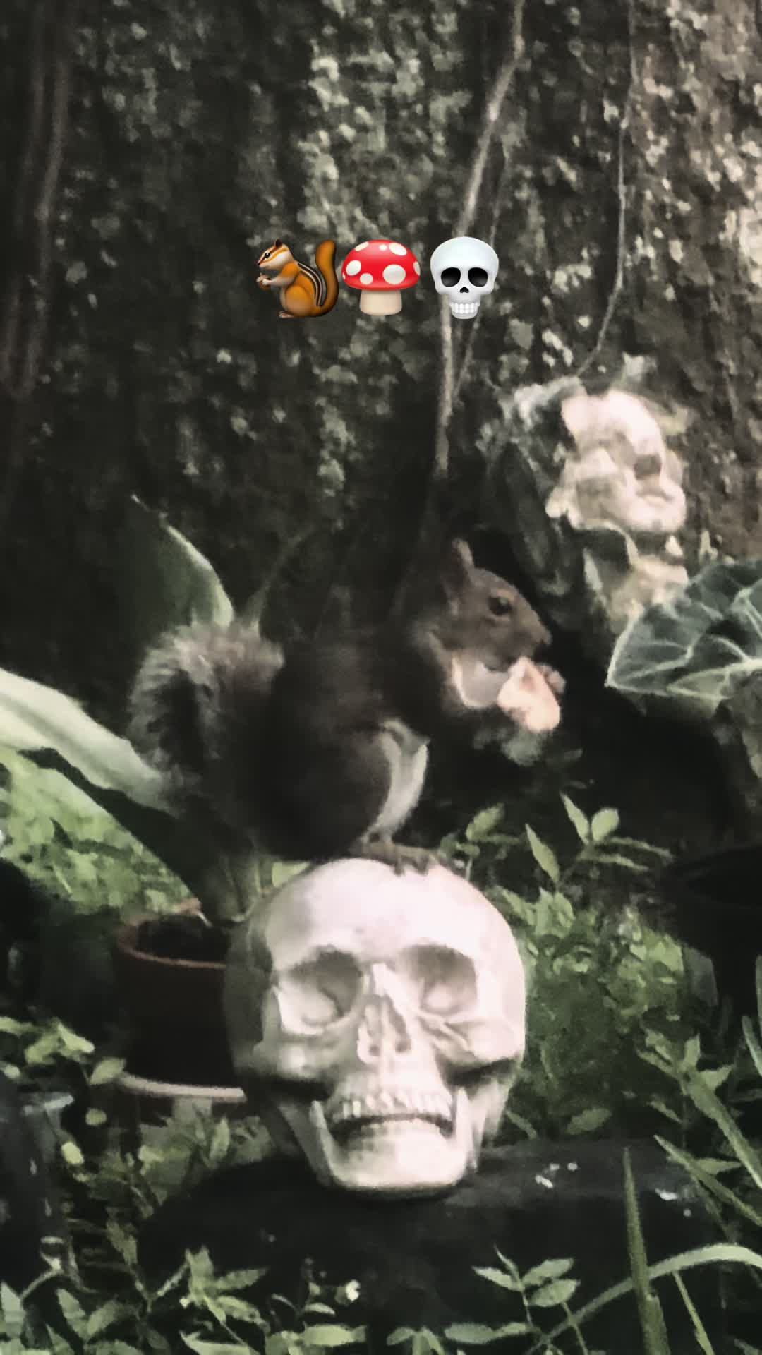 @the citrine ghost 👻🌿🖤