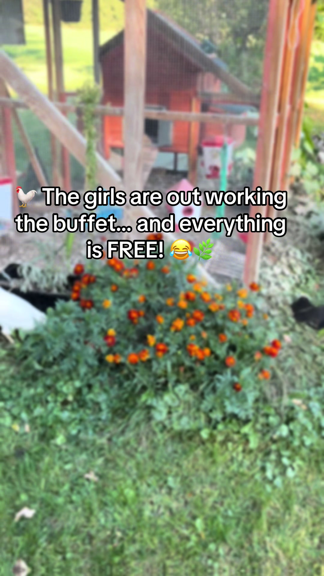 @Resistance Homesteaders