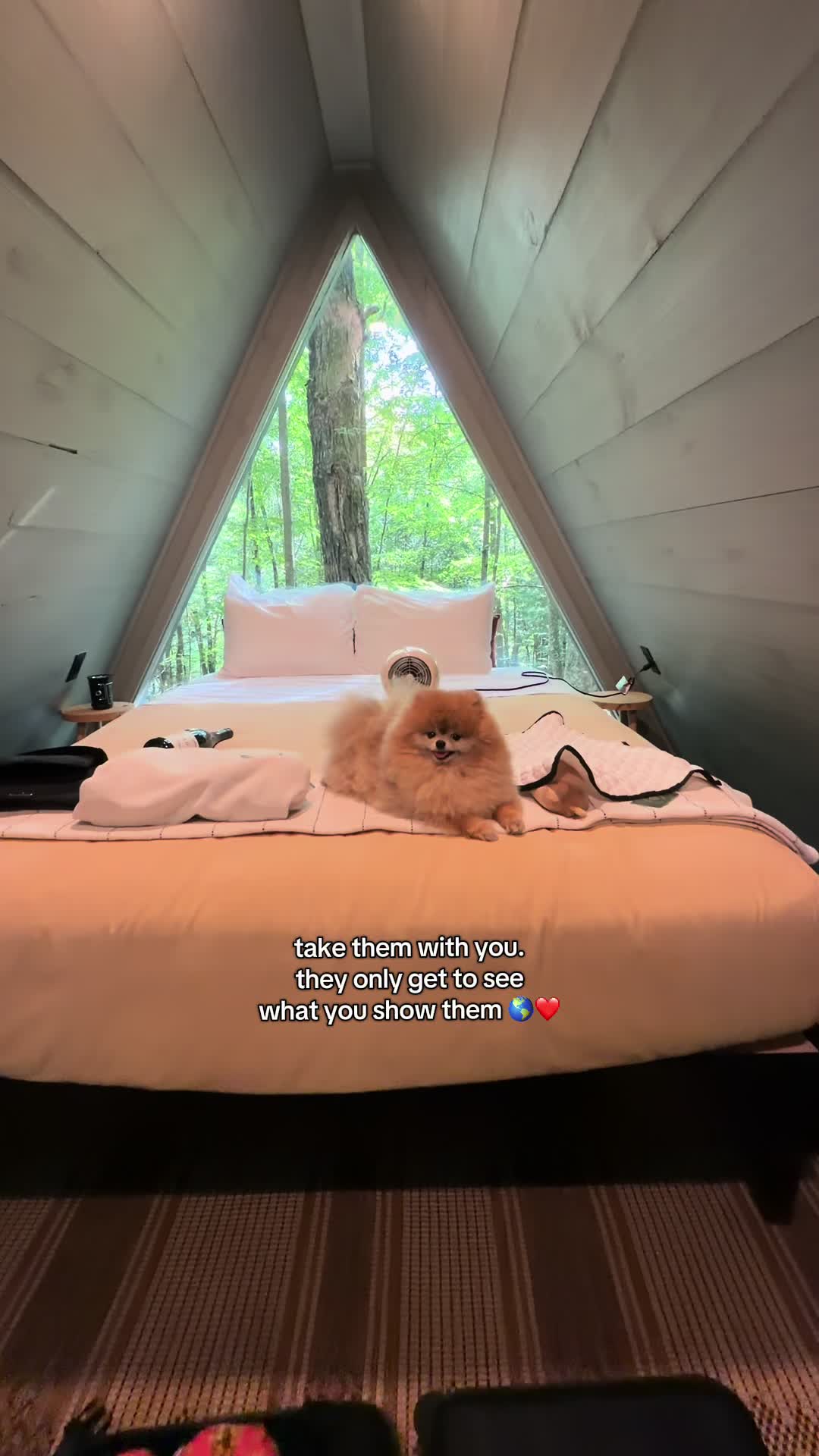 @Keanu the Pomeranian