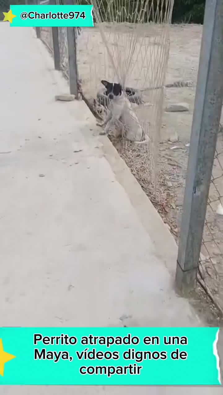 @Charlotte🐕🦺🐈🐕🦬🐐🐎🐄🐒