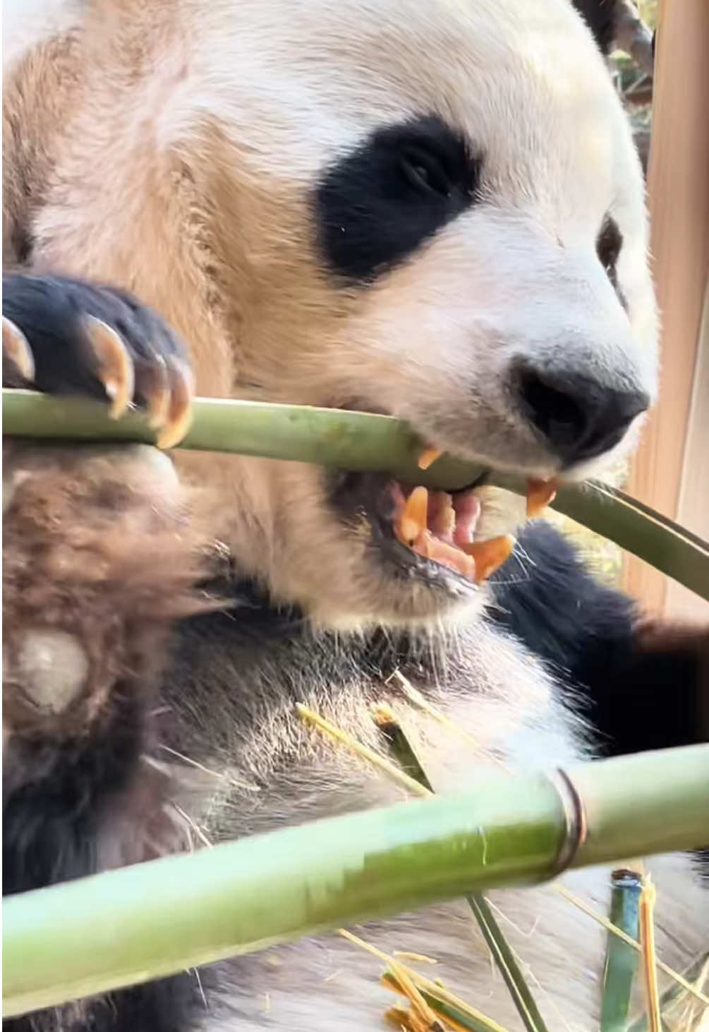 @Cute Animals 🐼