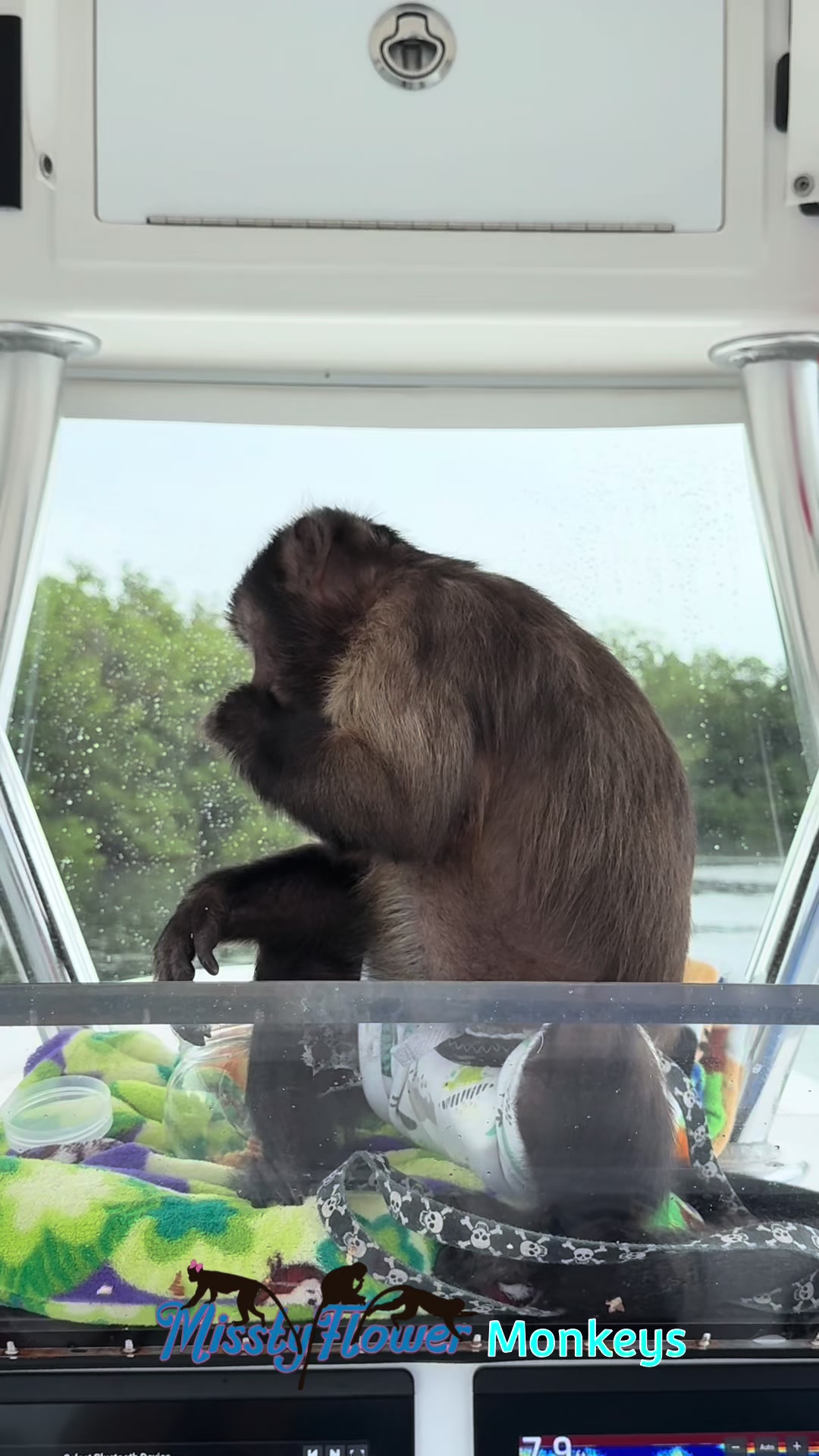 @MisstyFlower Monkeys