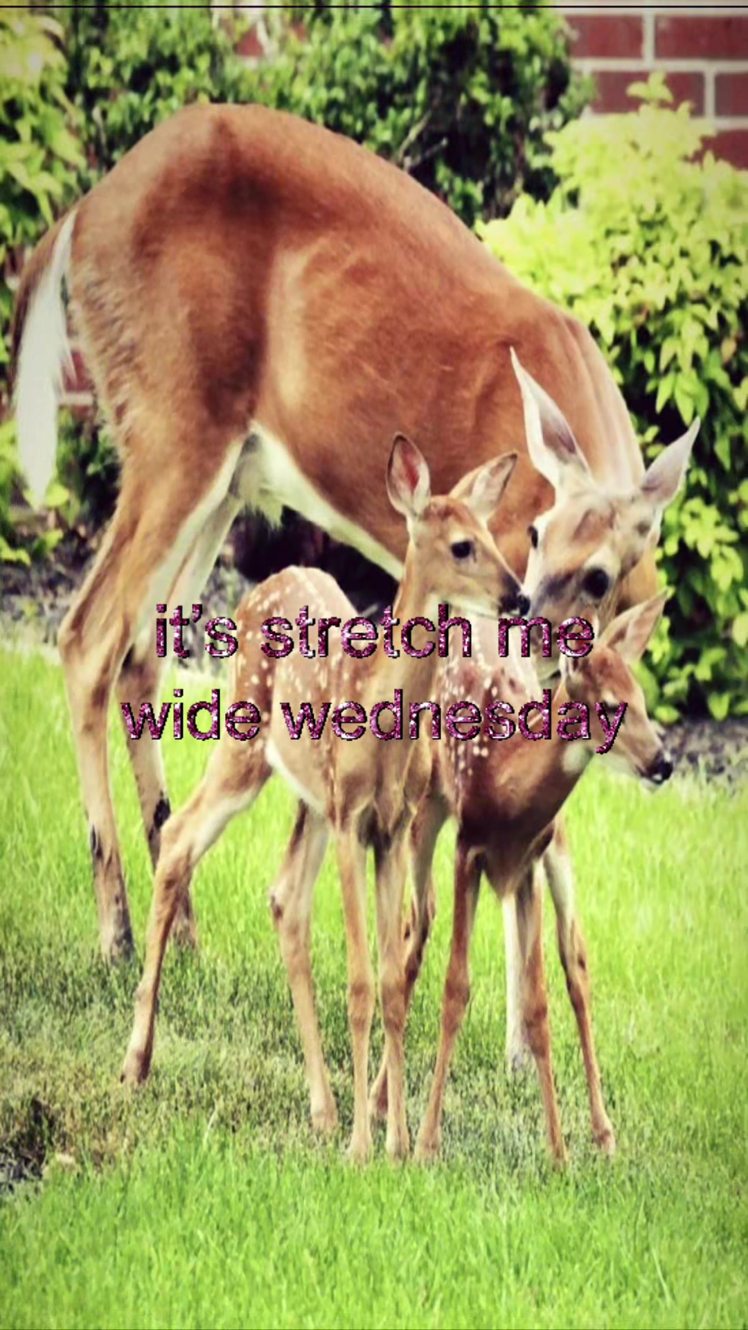 @livinlikedis