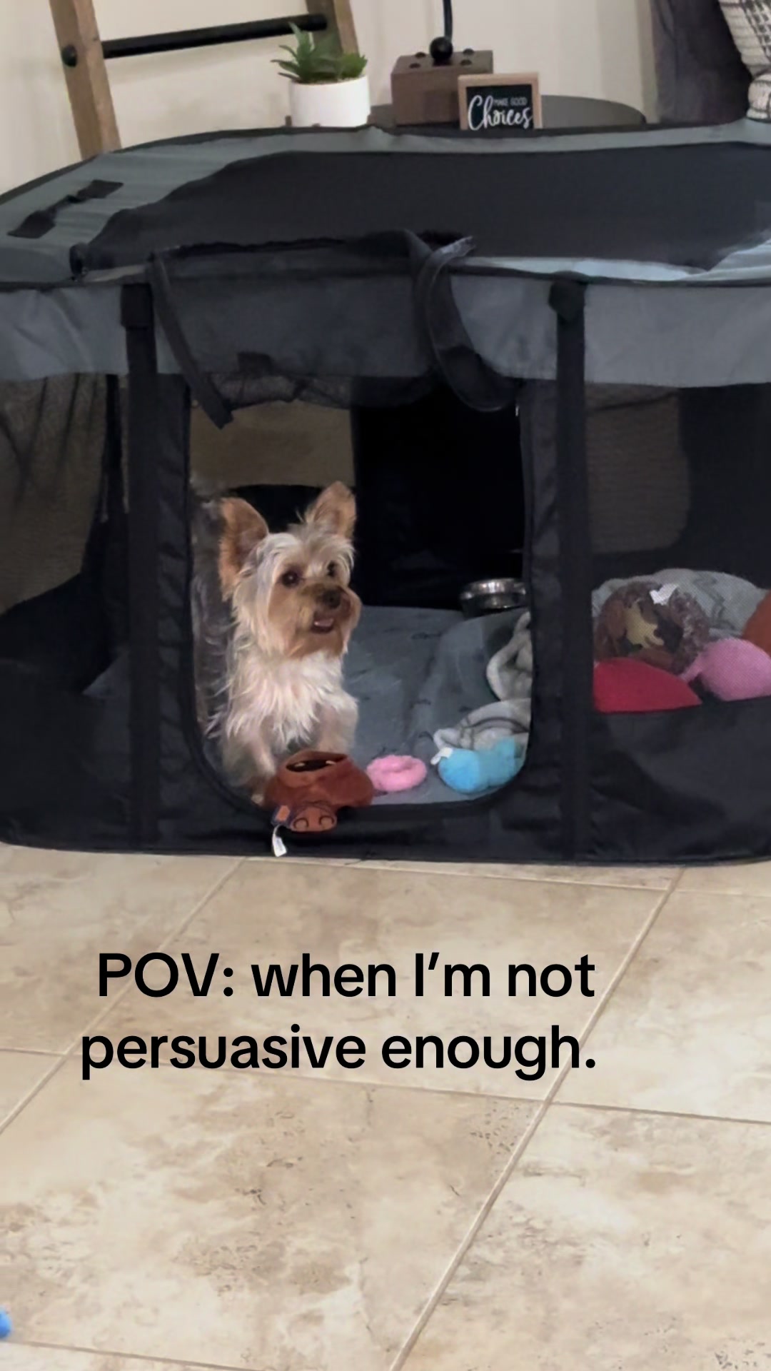 @Penny the Yorkie