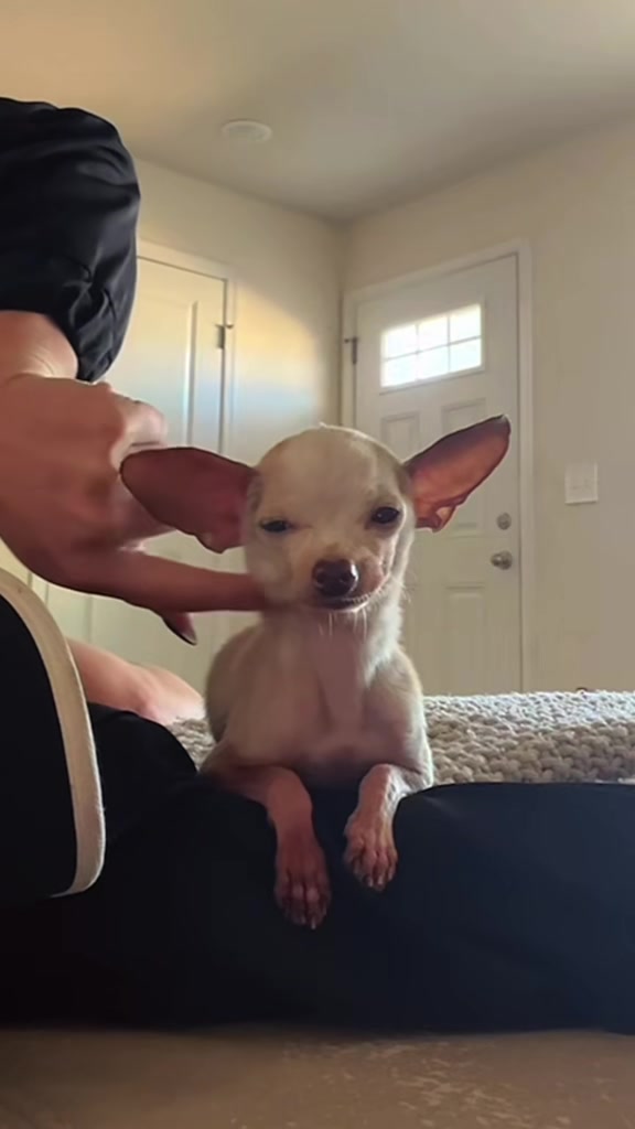 @Dobby_elchihuahua