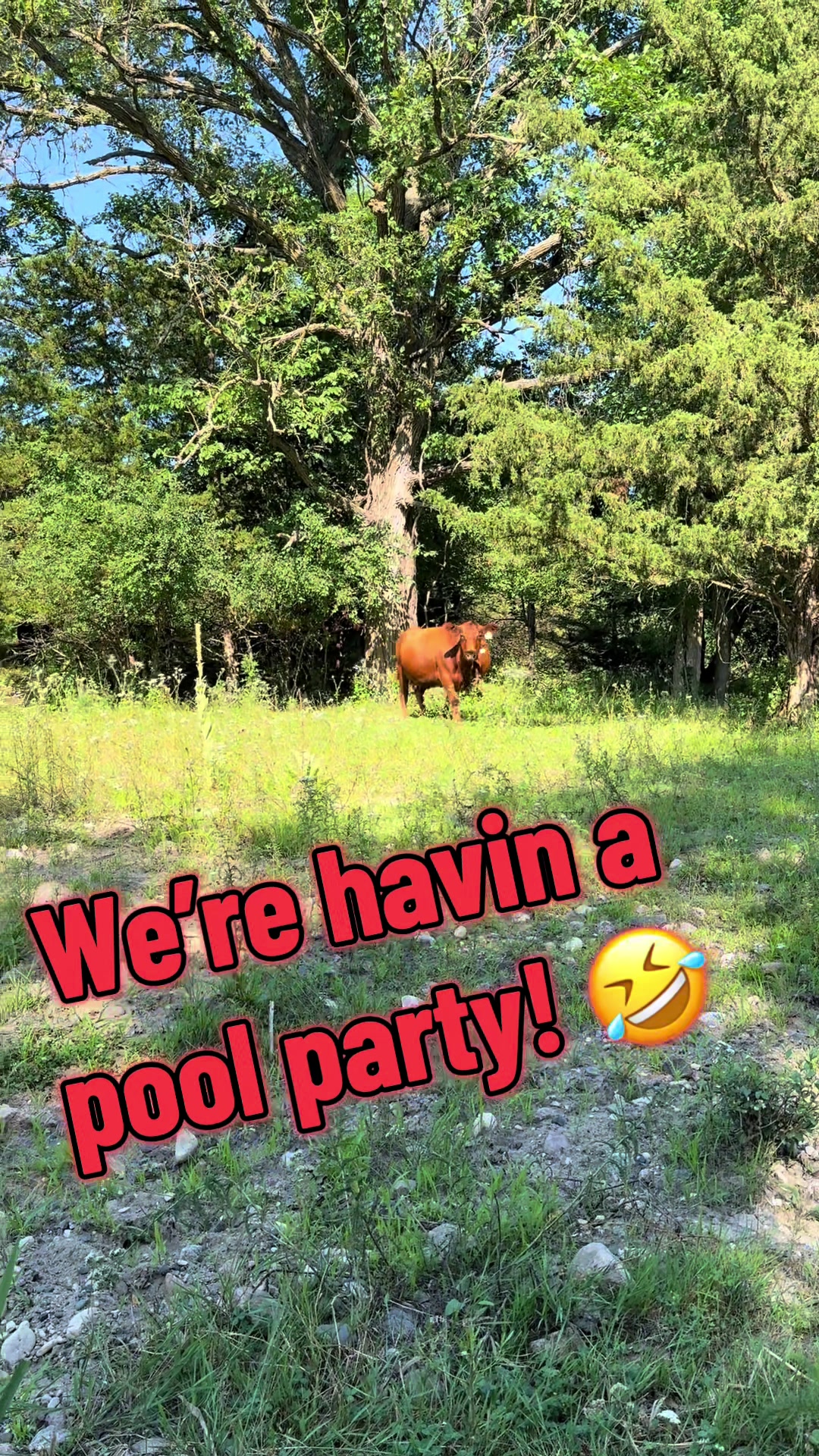 @Circle E Ranch Red Angus MN