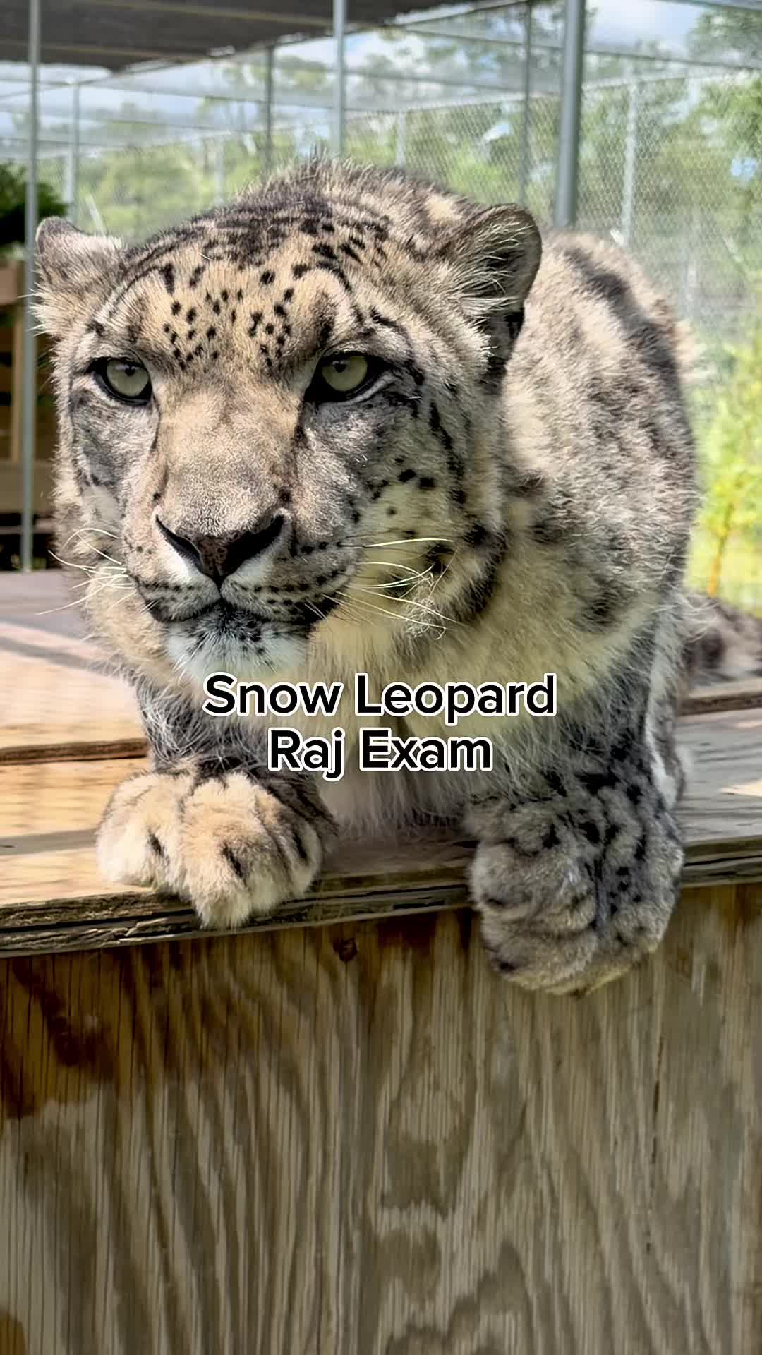 @The Wildcat Sanctuary