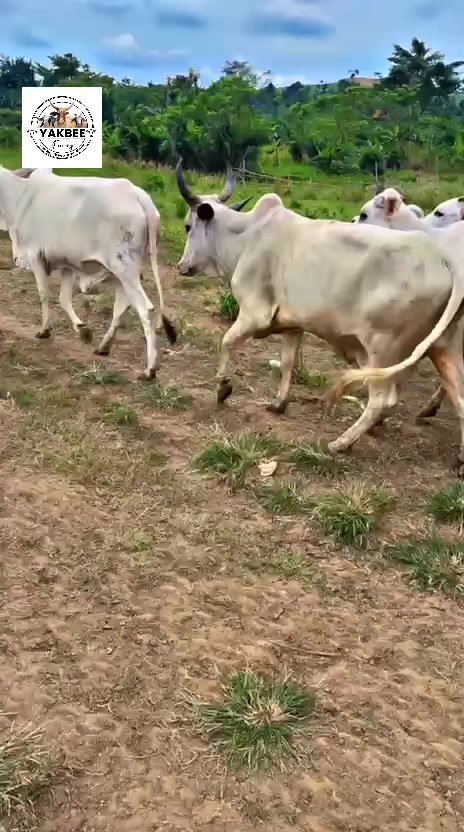 @YakbeeFarms