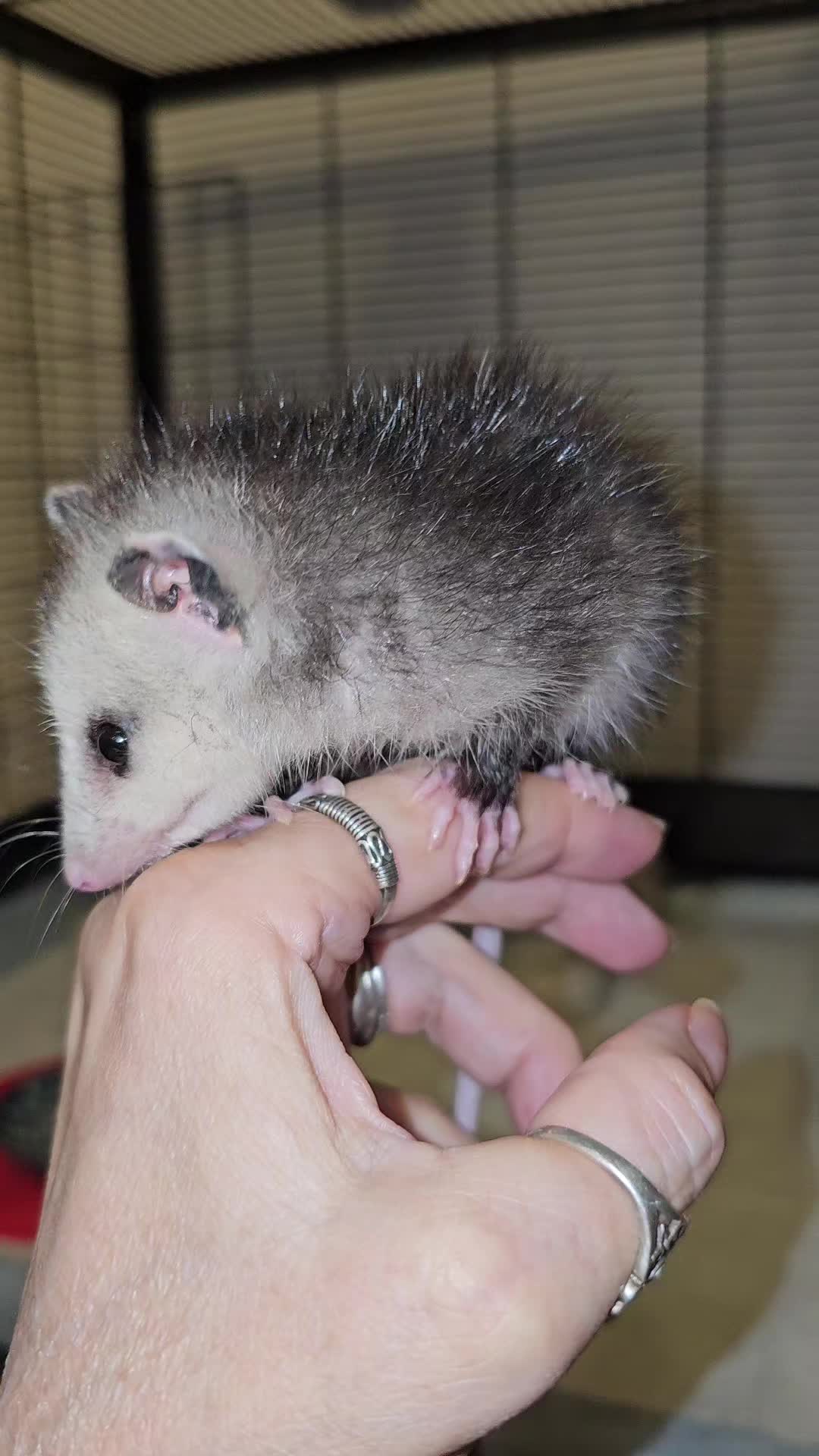 @OPOSSUMDAWGMOM