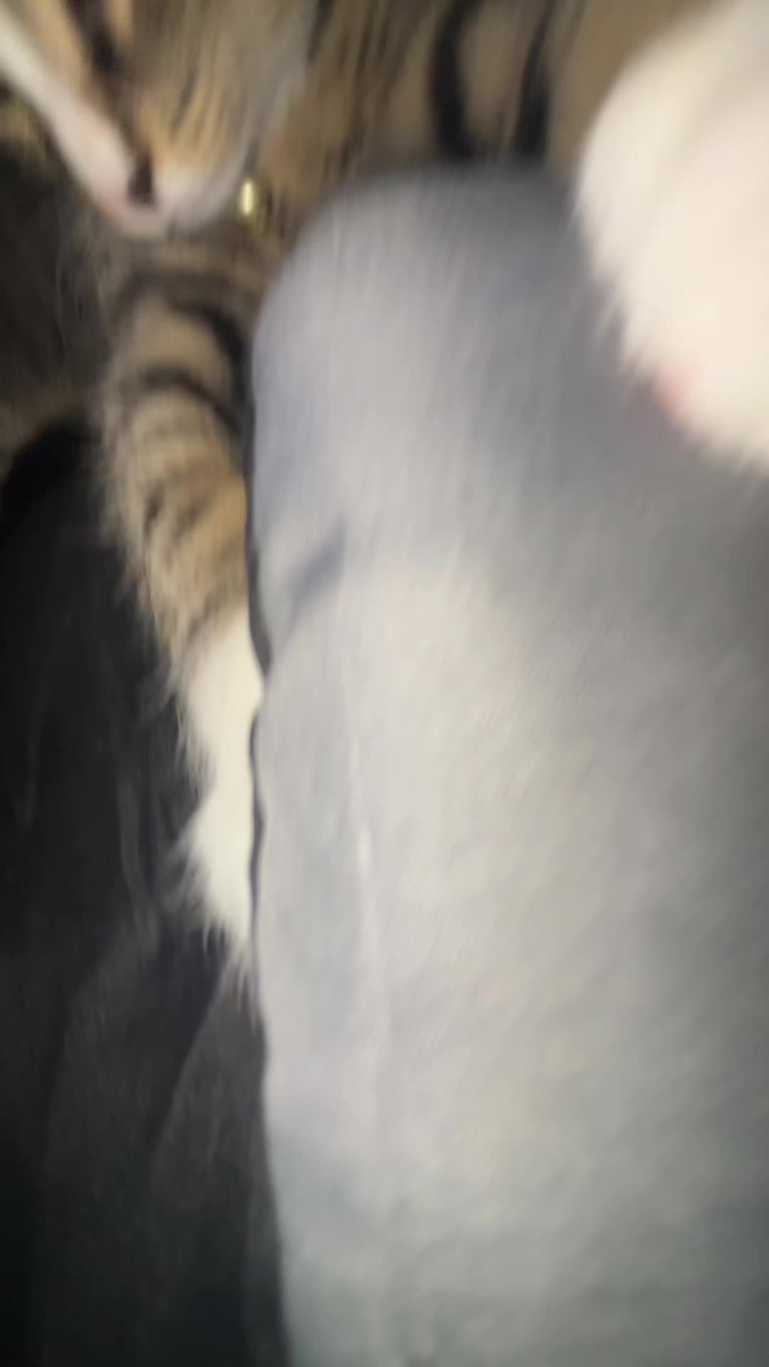 @𝖕𝖍𝖆𝖓𝖙𝖔𝖒