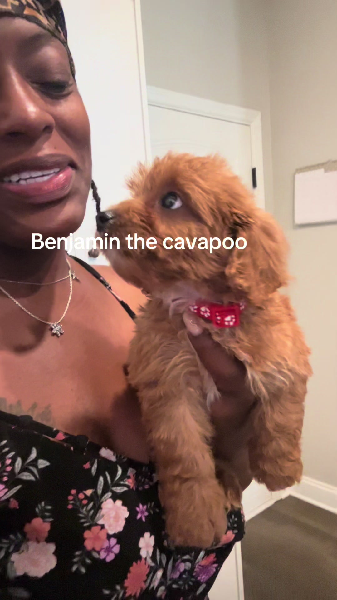 @Shortcake_kennel_2