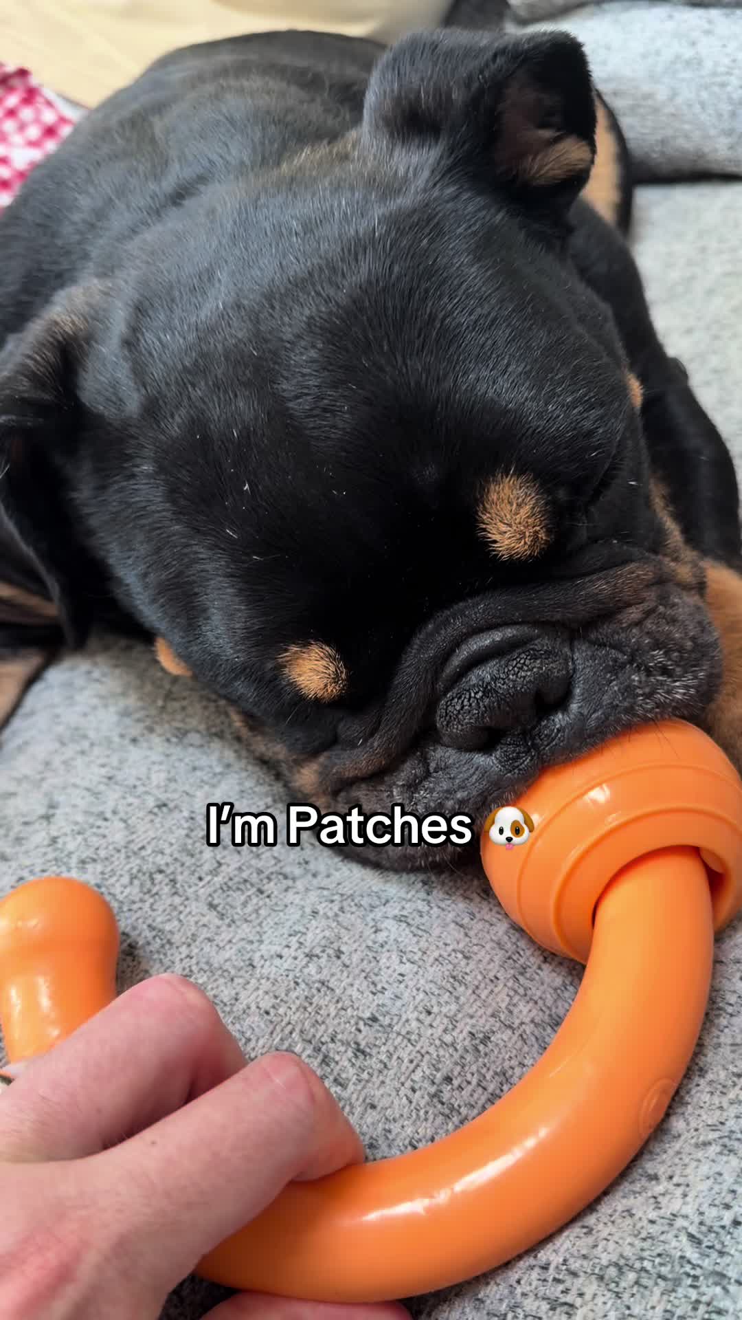 @Poptart The Bulldog