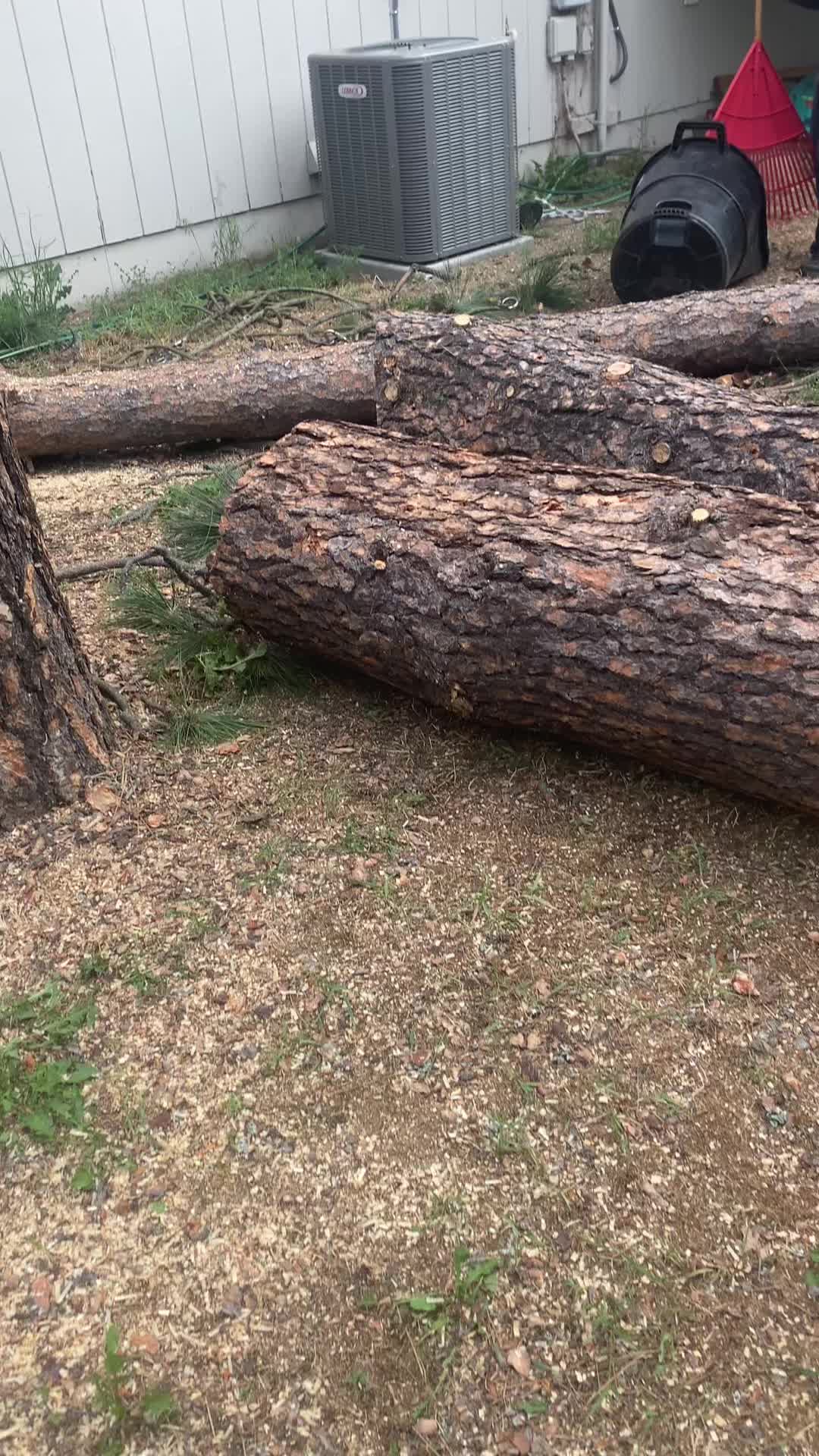 @The Tree Clique