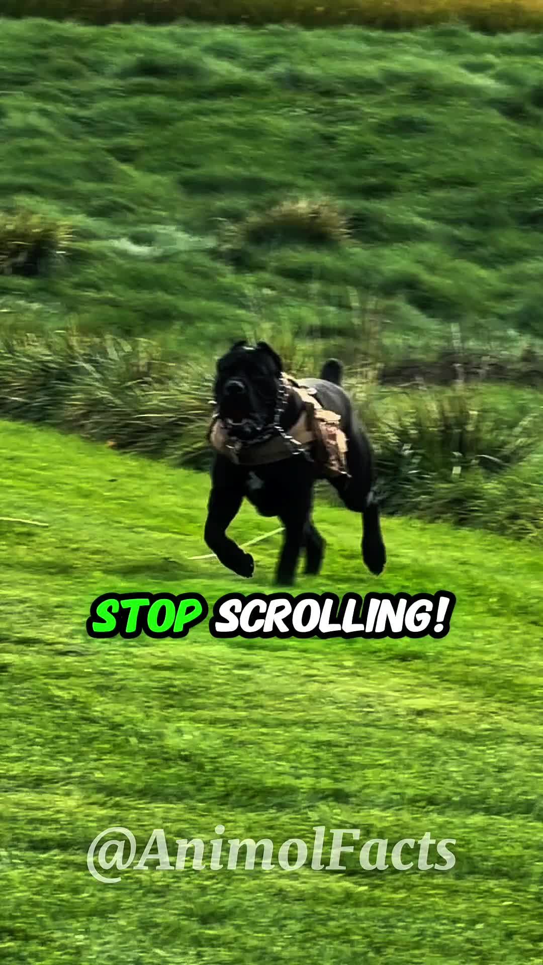 @animolfacts