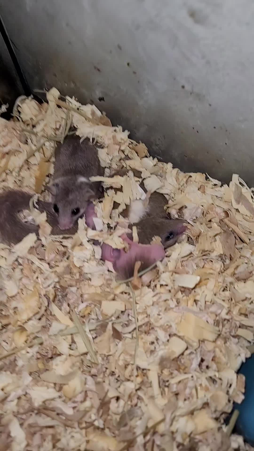 @My Little Exotic Zoo