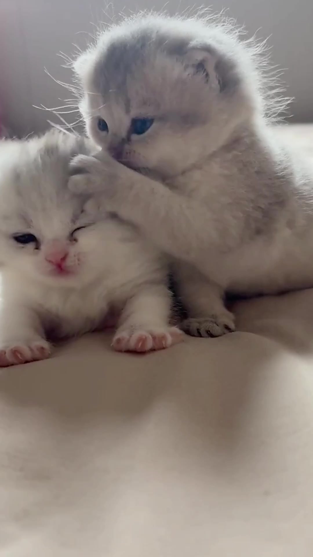 @catbosssss