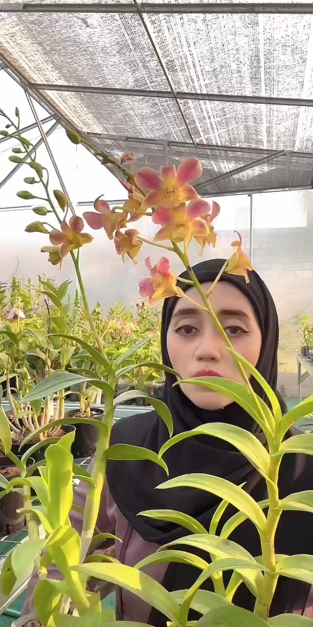 @Anggina Orchid