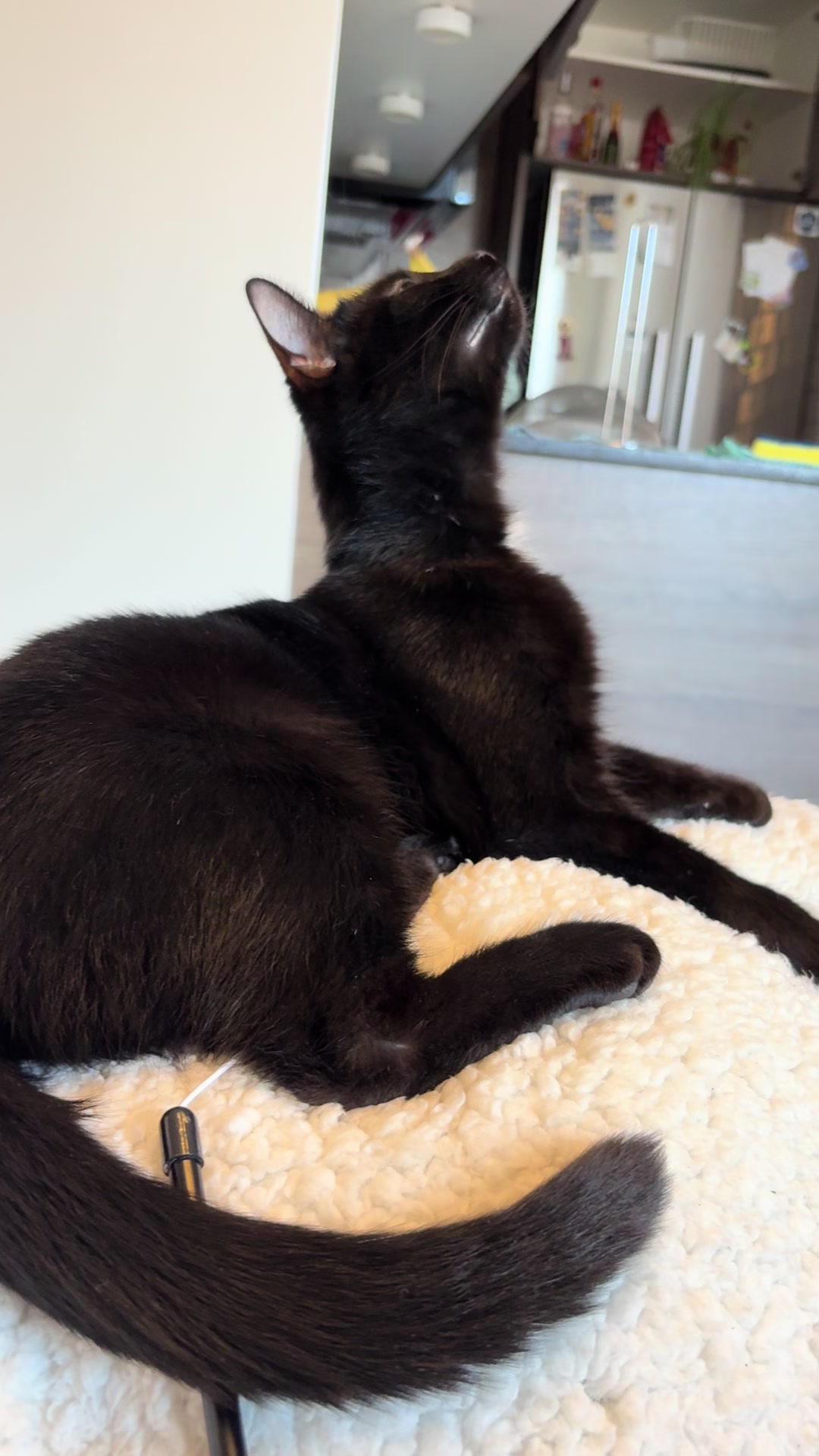 @ElaineTheCat
