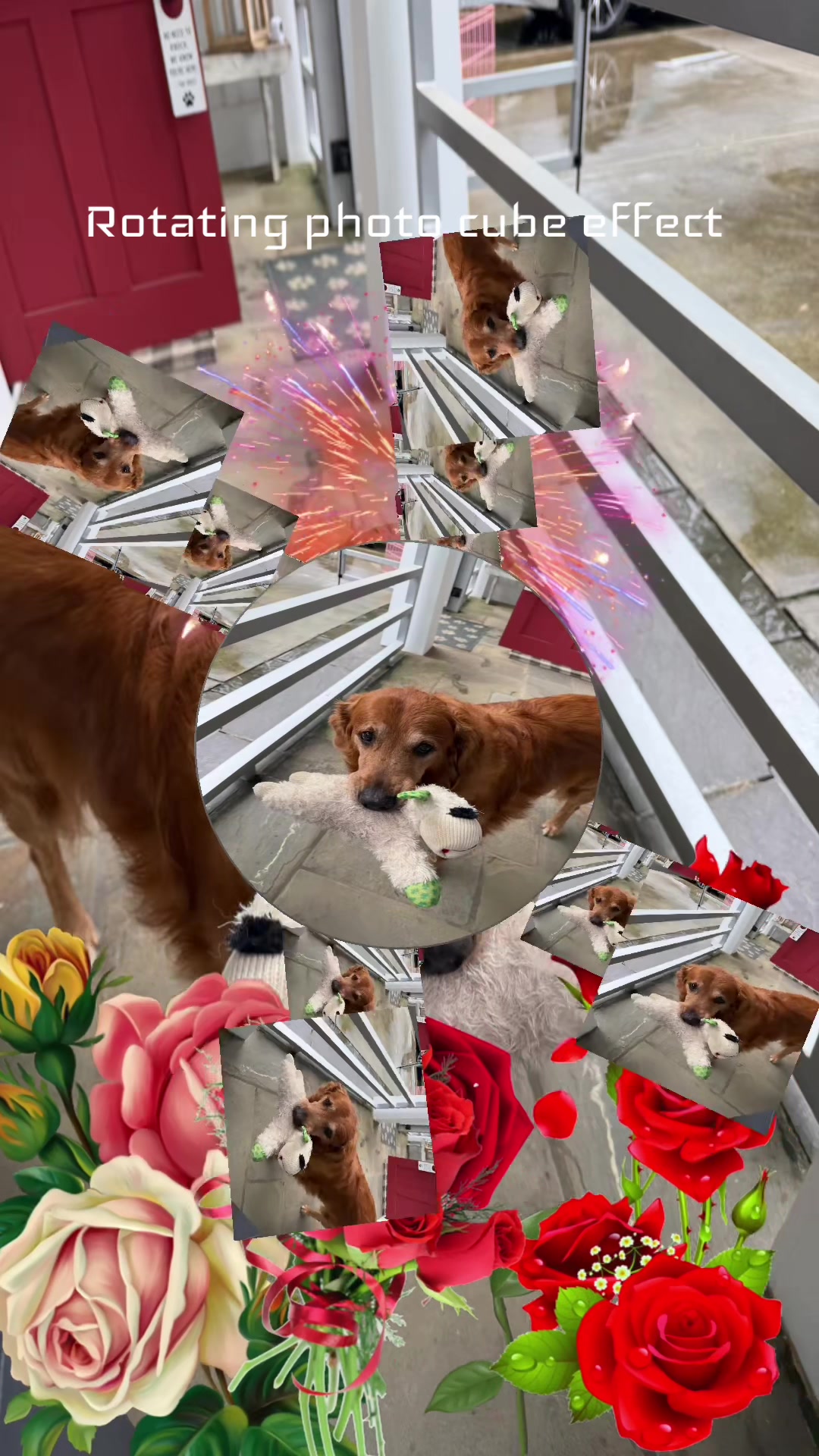 @DogMomisms