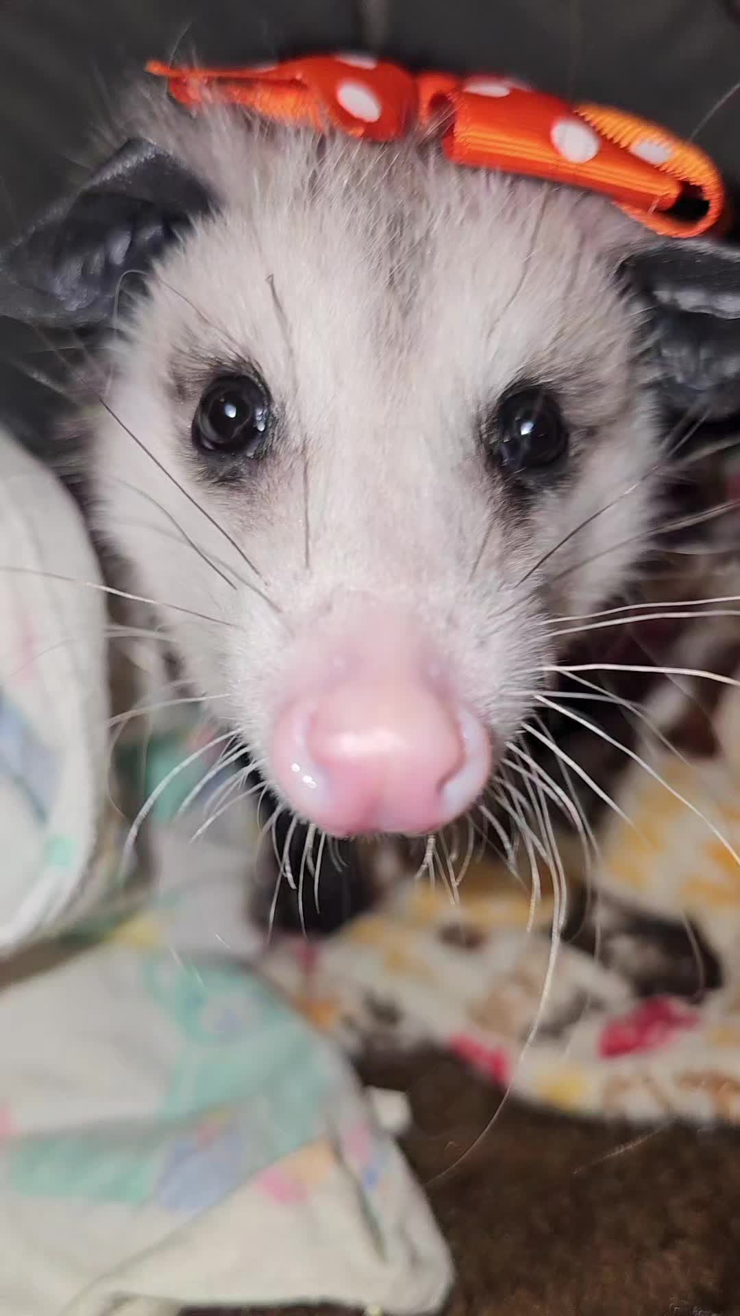 @OPOSSUMDAWGMOM