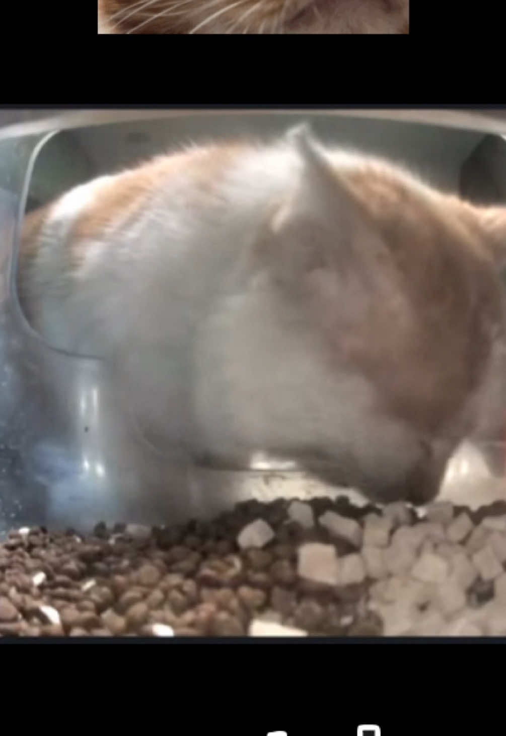 @purrrr