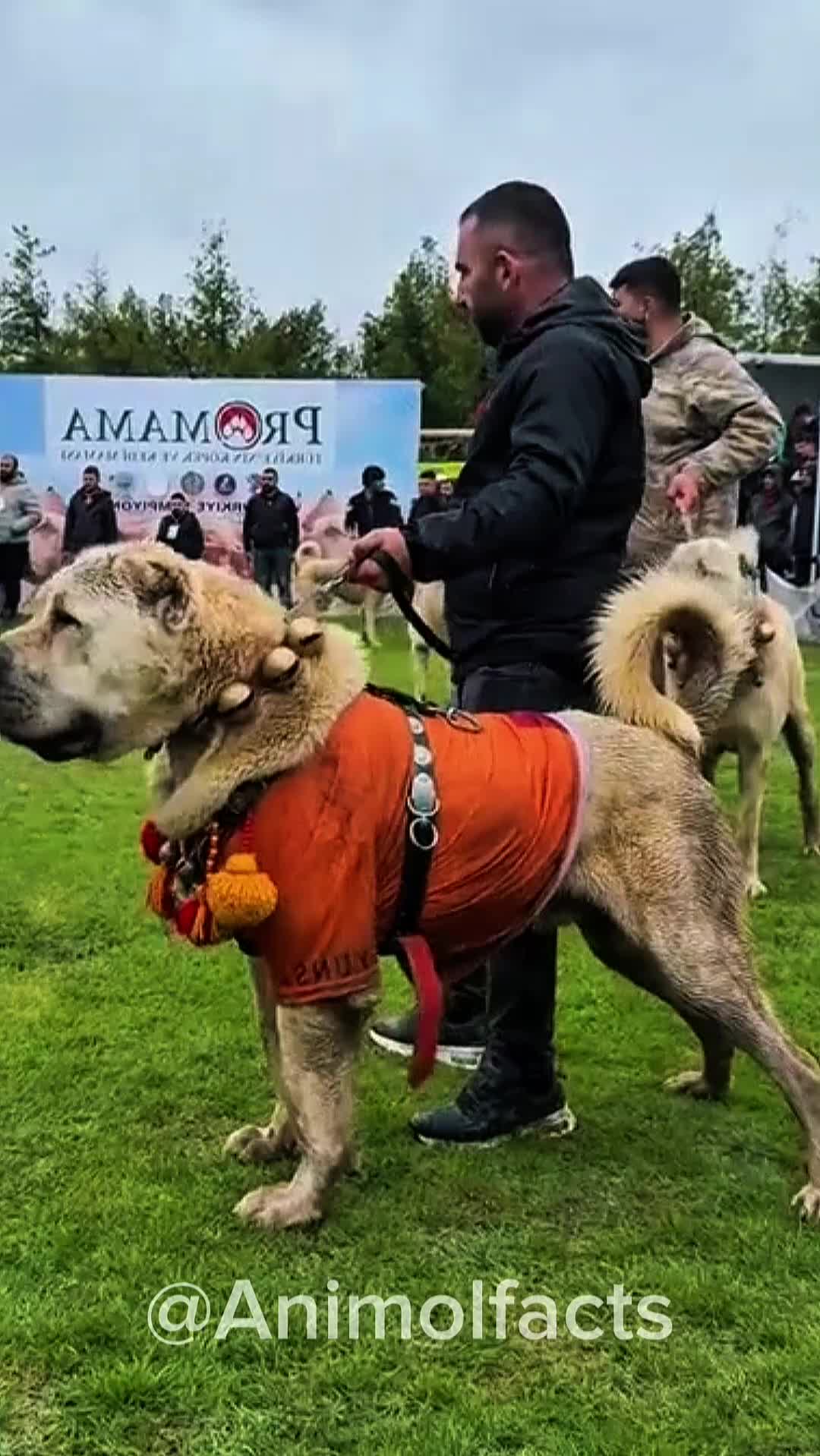 @animolfacts