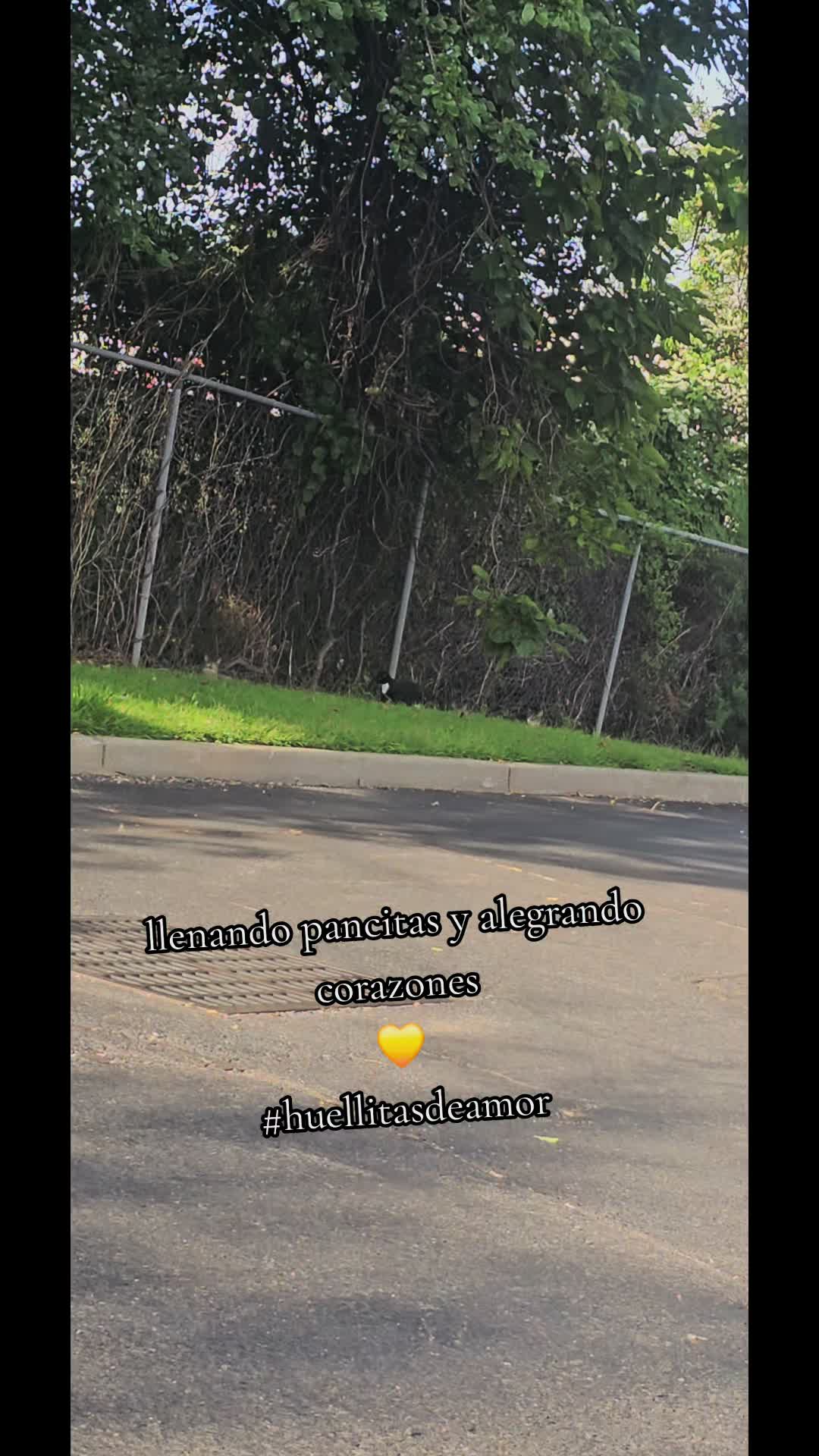 @🇲🇽Guli.Carrada 🐈⬛