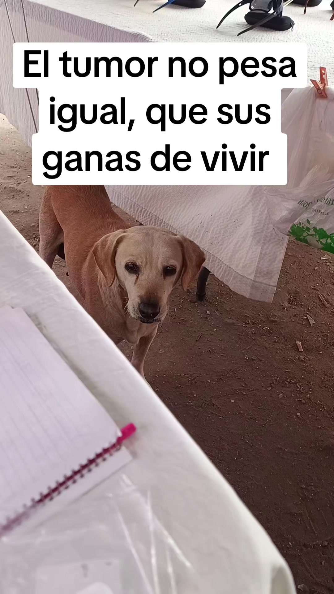 @El compita de los perros