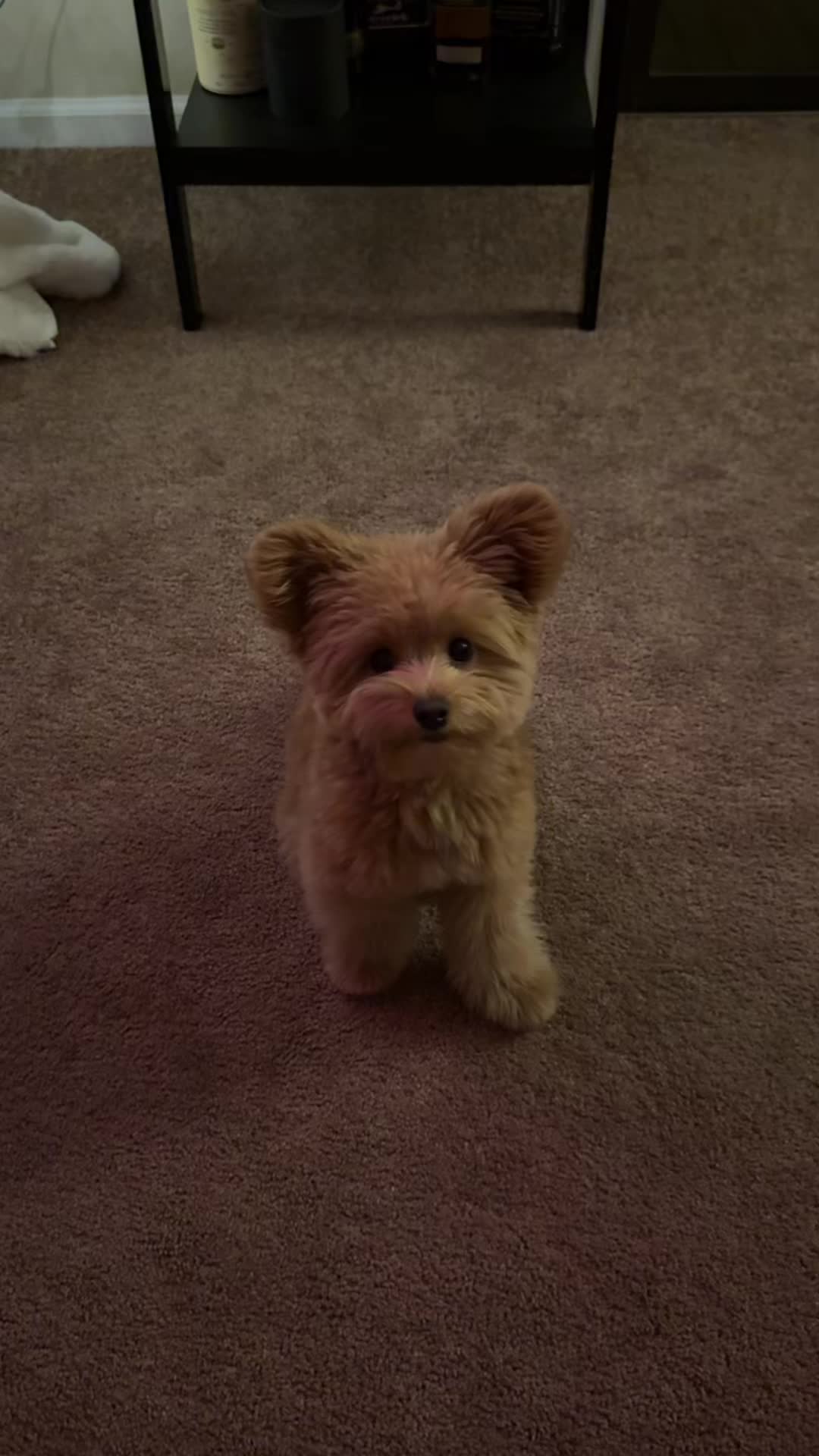 @pomapoo.barney