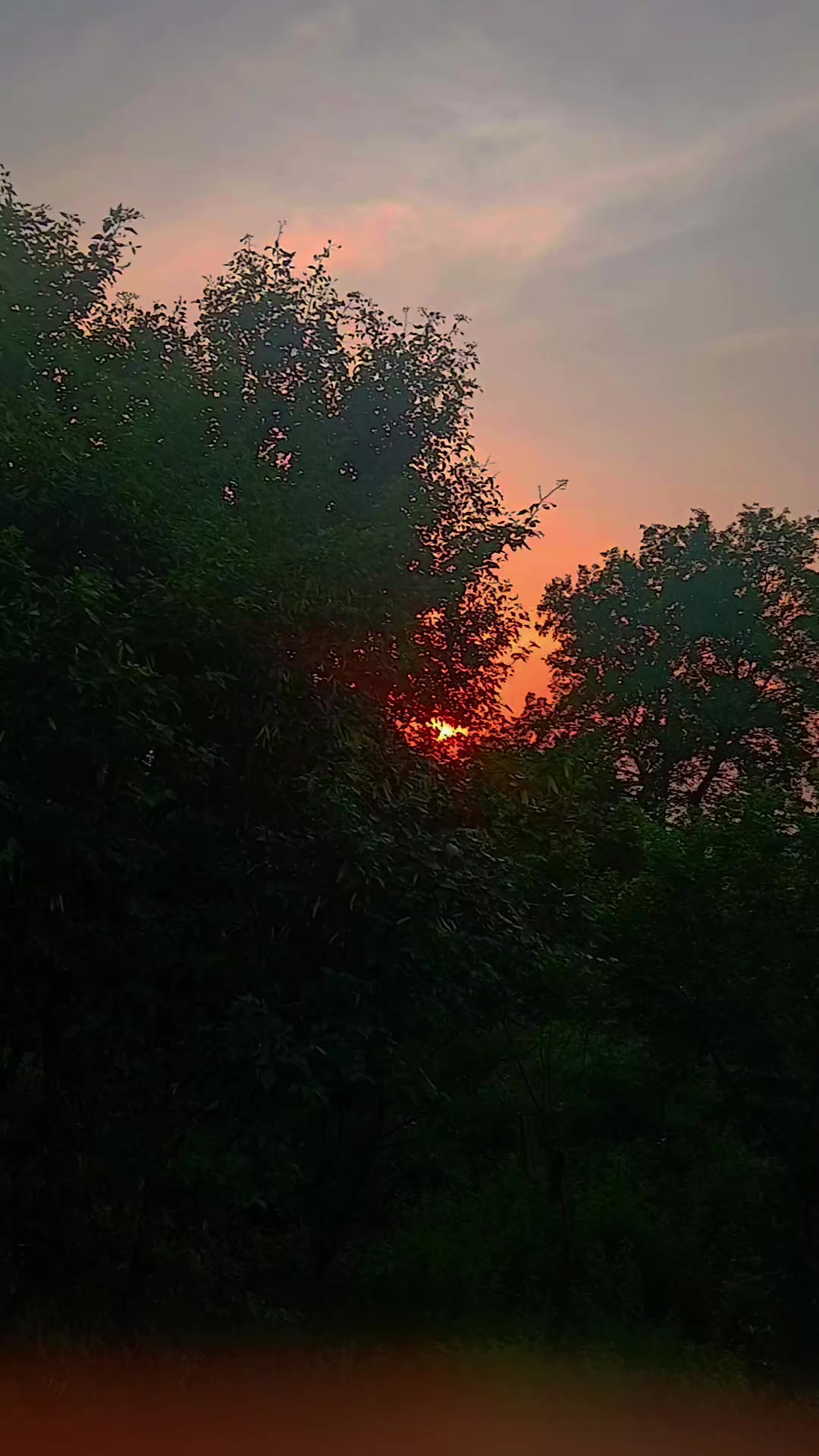 @🦁آرائیں بادشاہ
