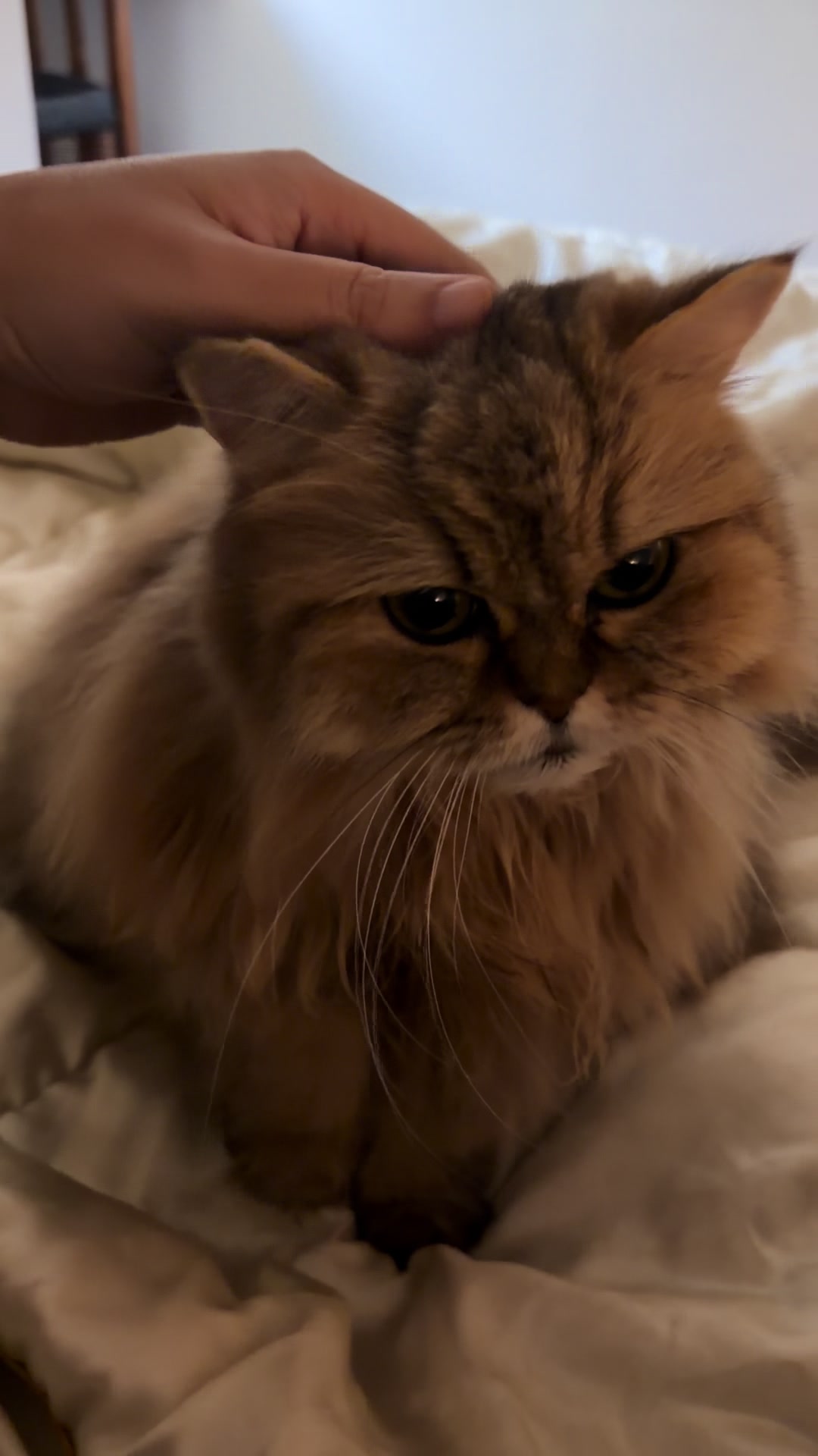 @🦷 Beboo the cat